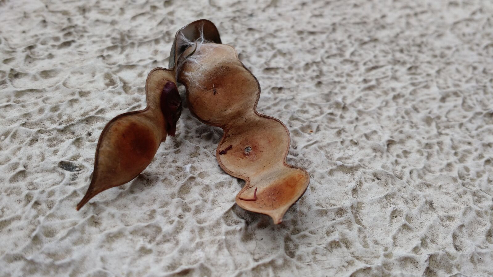 Motorola Moto X (2nd Gen) sample photo. Seeds, plants, tree photography