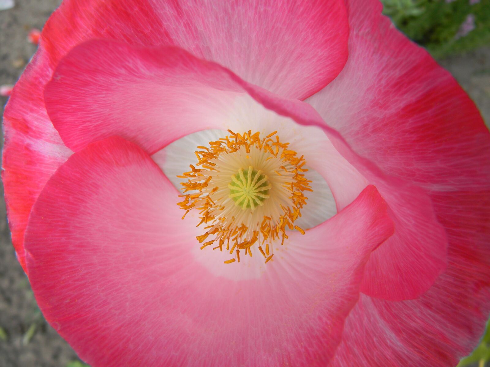 Nikon Coolpix L110 sample photo. Poppy, flower, nature photography