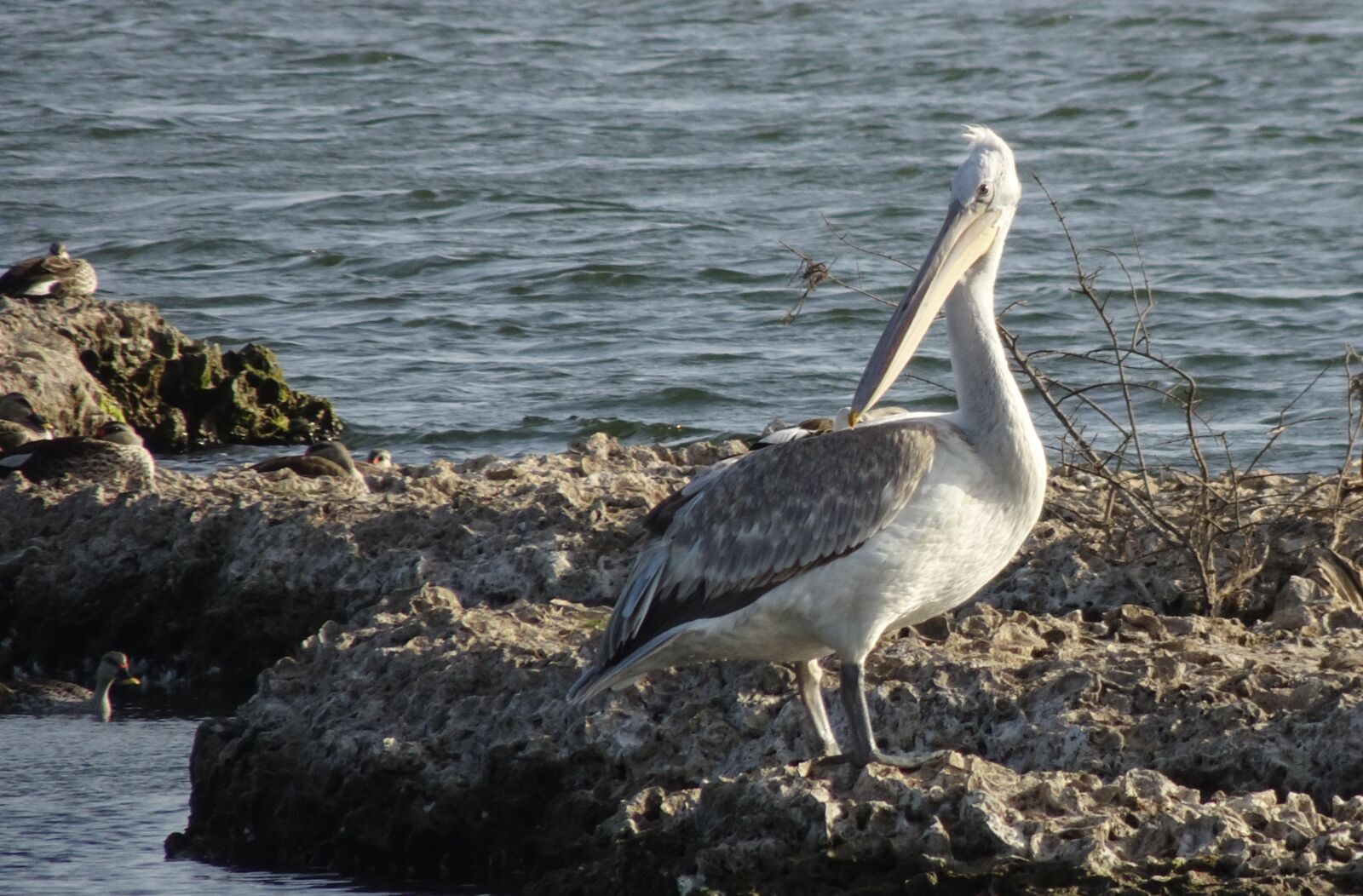 Sony Cyber-shot DSC-HX90V sample photo. Bird, great white pelican photography