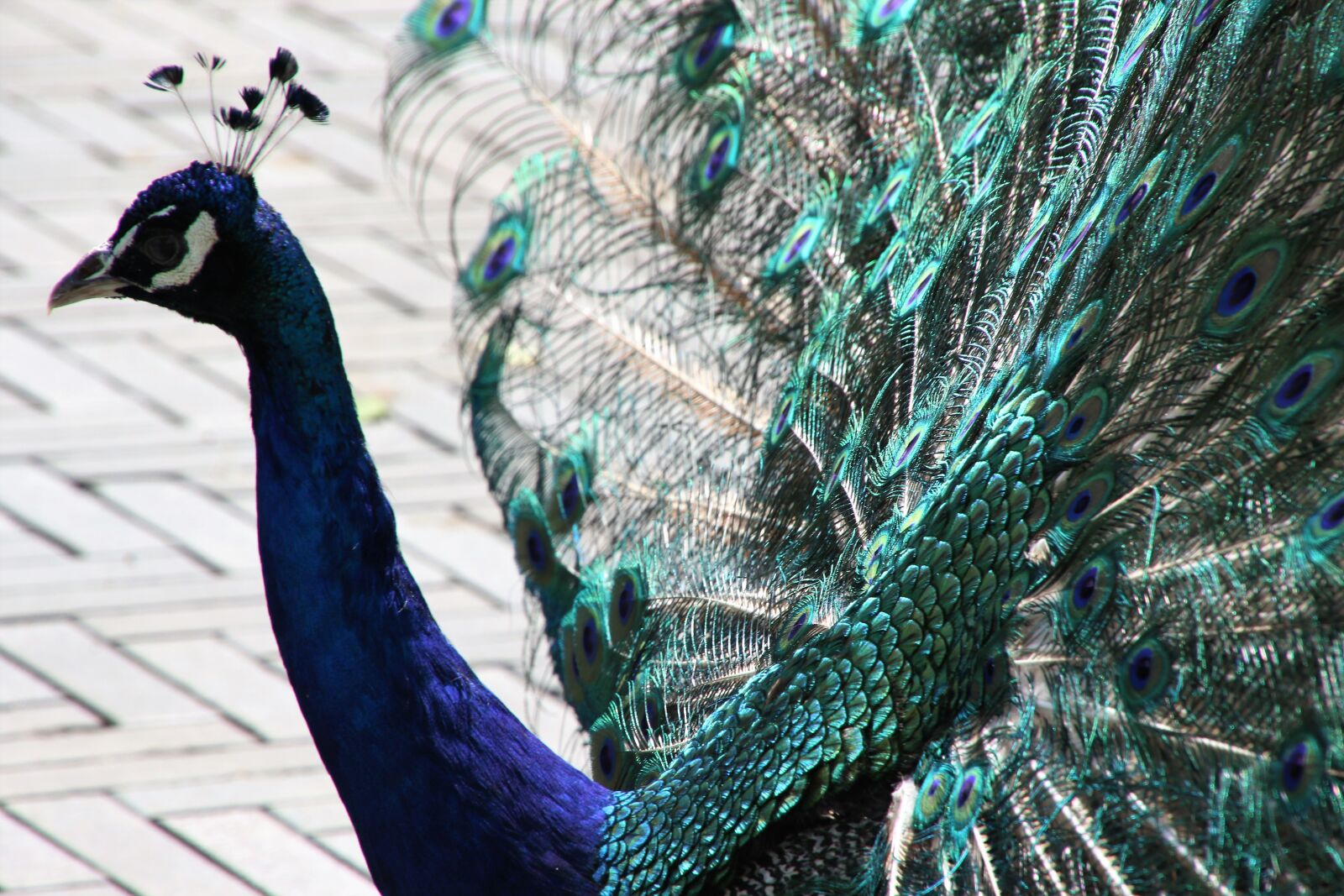 Canon EOS 7D Mark II sample photo. Animal, bird, blue, blue photography