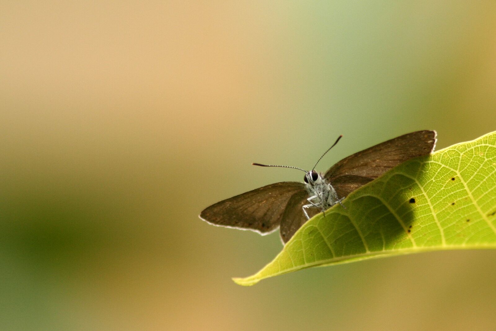Canon EOS 350D (EOS Digital Rebel XT / EOS Kiss Digital N) sample photo. Butterfly, animals, butterfly wings photography
