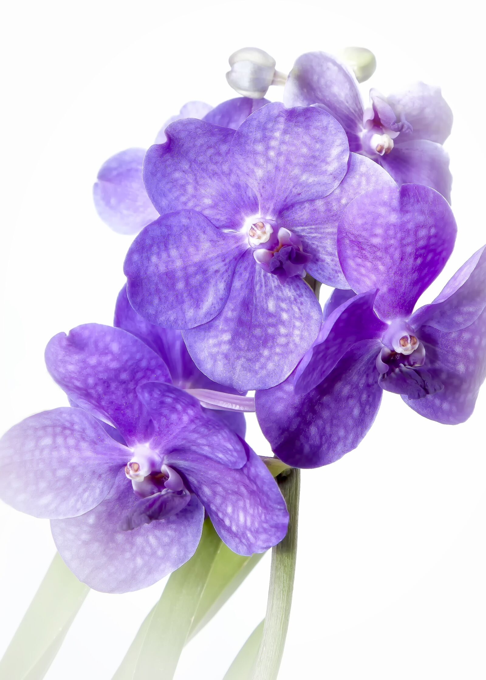 Canon EOS 50D + Canon EF 24-105mm F4L IS USM sample photo. Vanda, purple, vingette photography