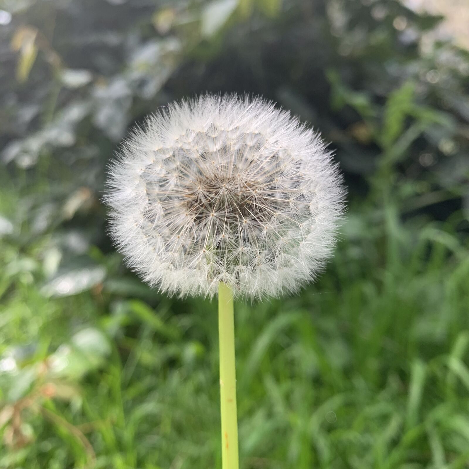 iPhone XR back camera 4.25mm f/1.8 sample photo