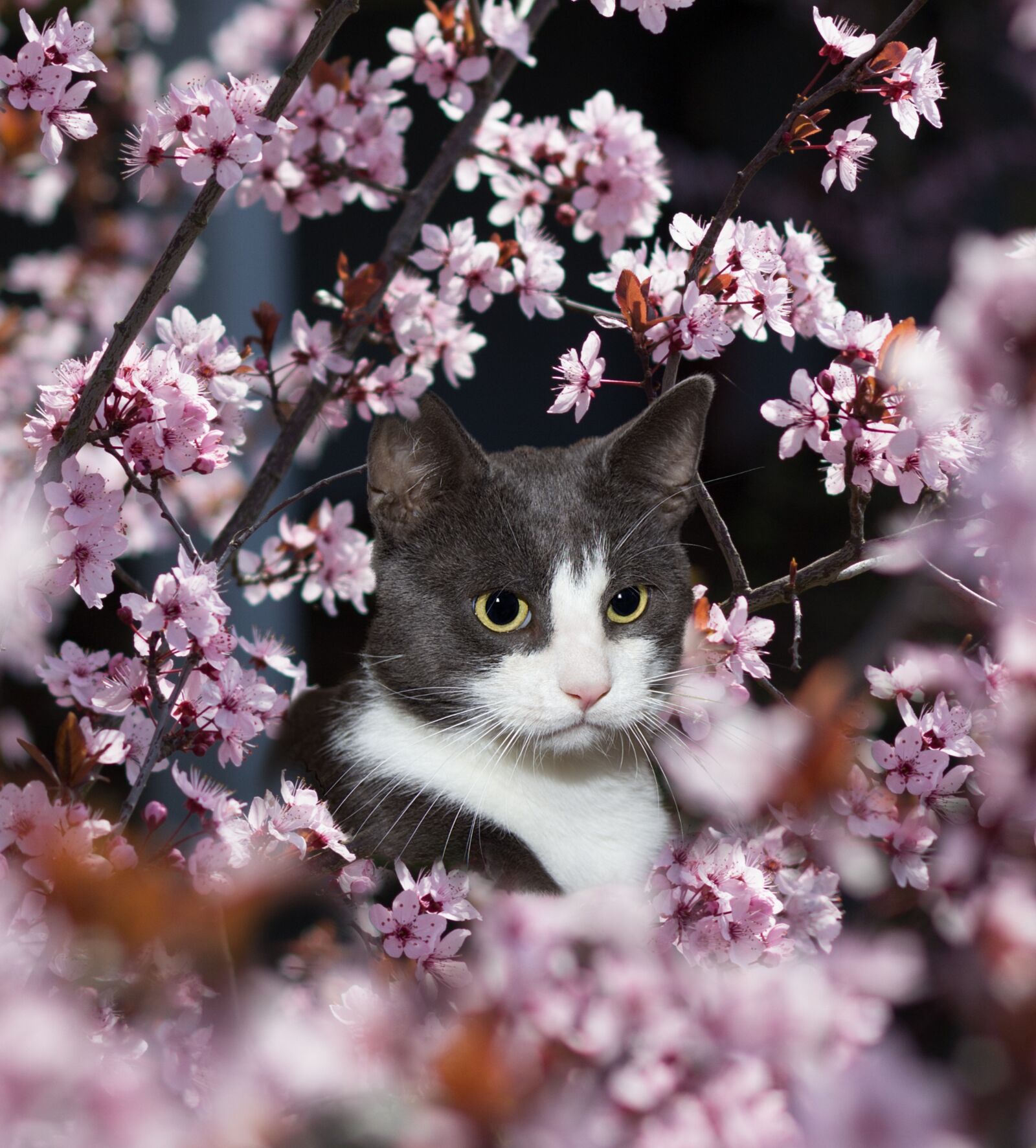 Canon EOS 600D (Rebel EOS T3i / EOS Kiss X5) + Canon EF 50mm F1.8 II sample photo. Cat, domestic cat, animal photography