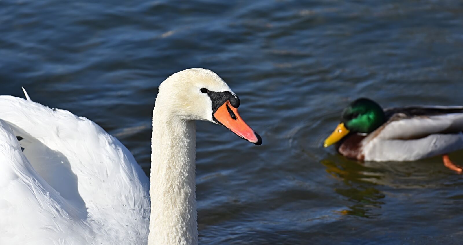 Nikon D7200 sample photo. Swan, waterfowl, poultry photography