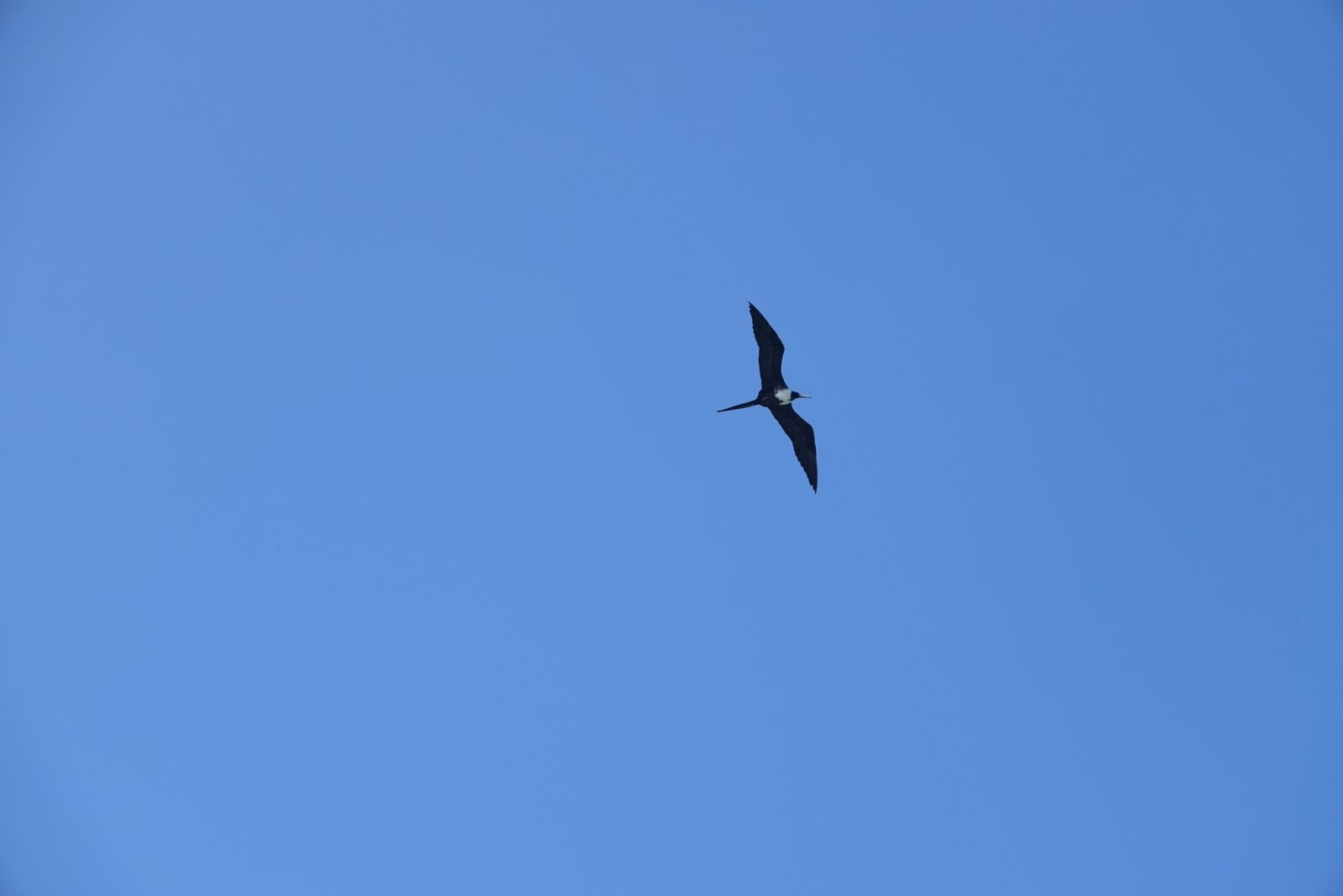 Sony Cyber-shot DSC-RX10 III sample photo. Blue sky, bird, wingspan photography