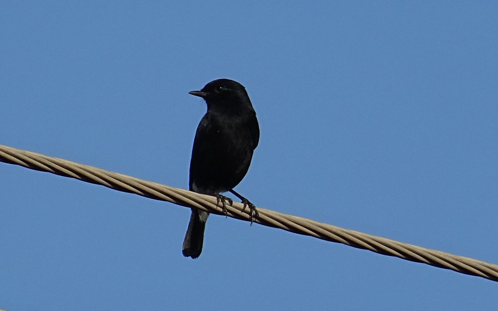 Sony DSC-HX60V sample photo. Bird, pied bush chat photography