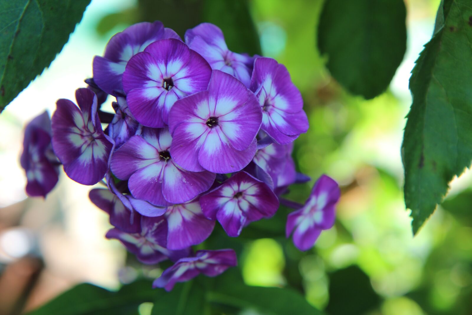 Canon EOS 600D (Rebel EOS T3i / EOS Kiss X5) sample photo. Flowering, purple flower, summer photography