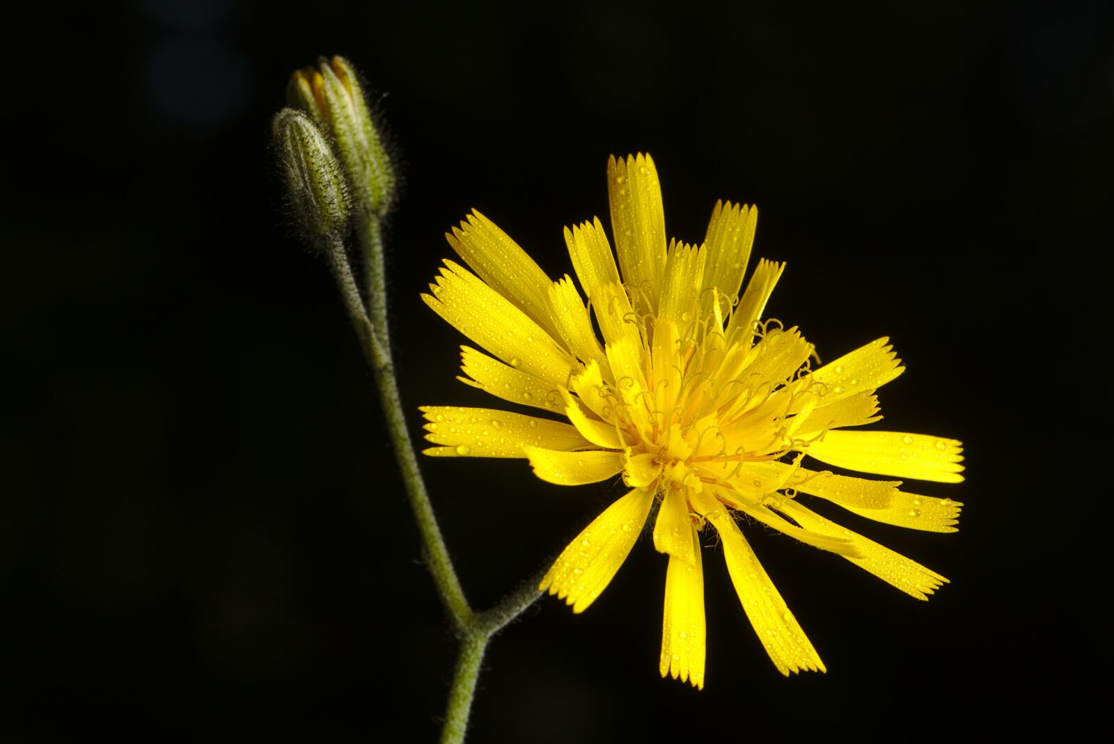 Canon EOS M5 sample photo. Hawkweed, composites, yellow photography