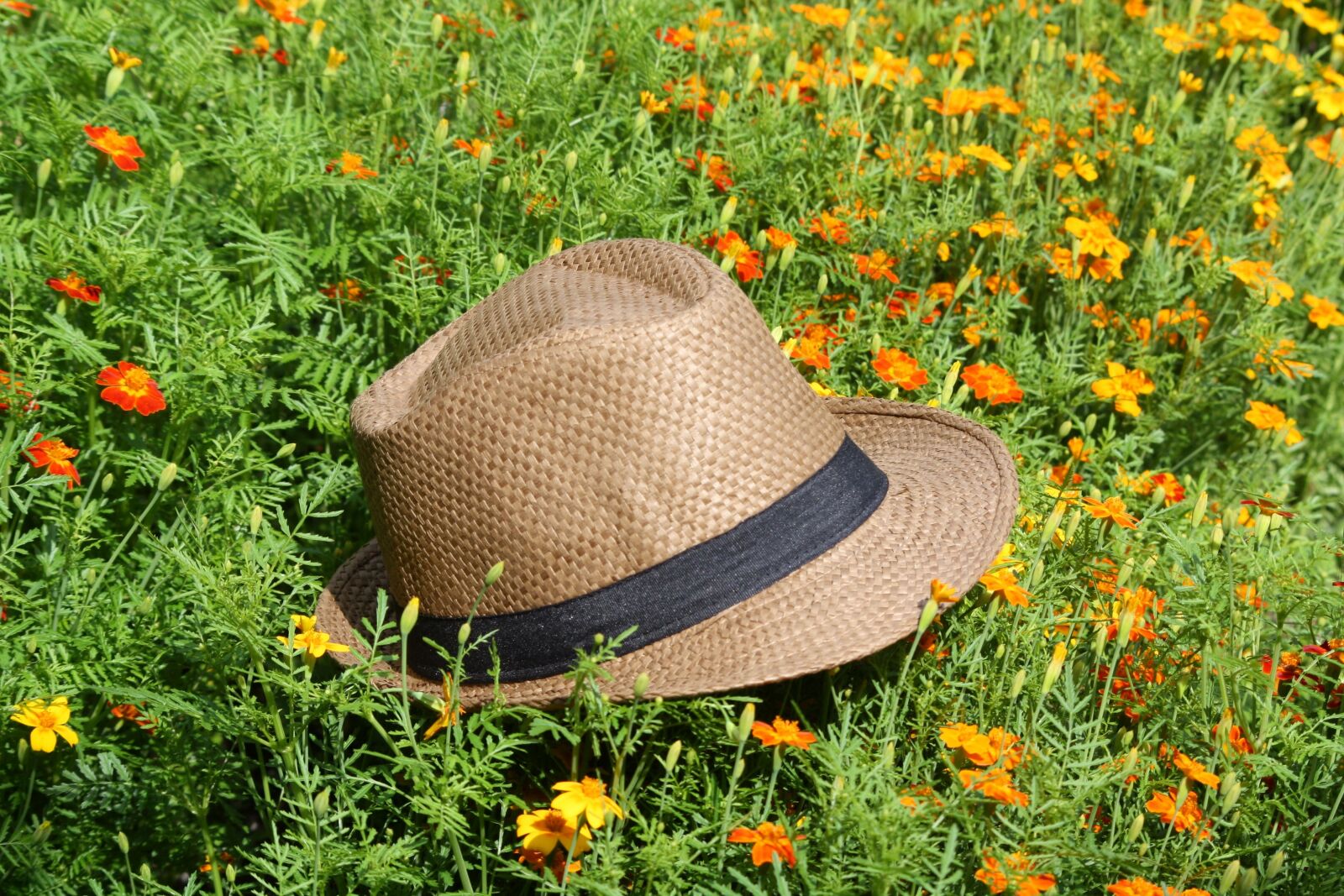 Canon EOS 1000D (EOS Digital Rebel XS / EOS Kiss F) sample photo. Straw hat, cornflowers, park photography