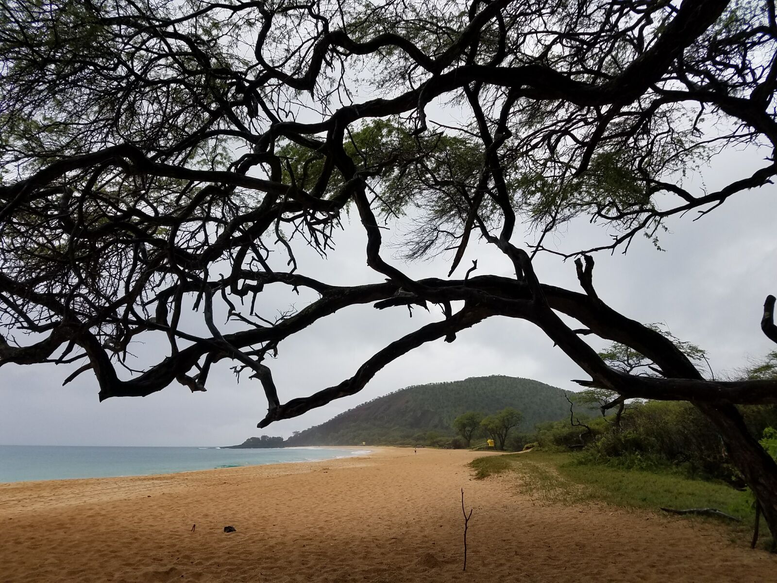 Samsung Galaxy S7 Edge sample photo. Beach, trees photography