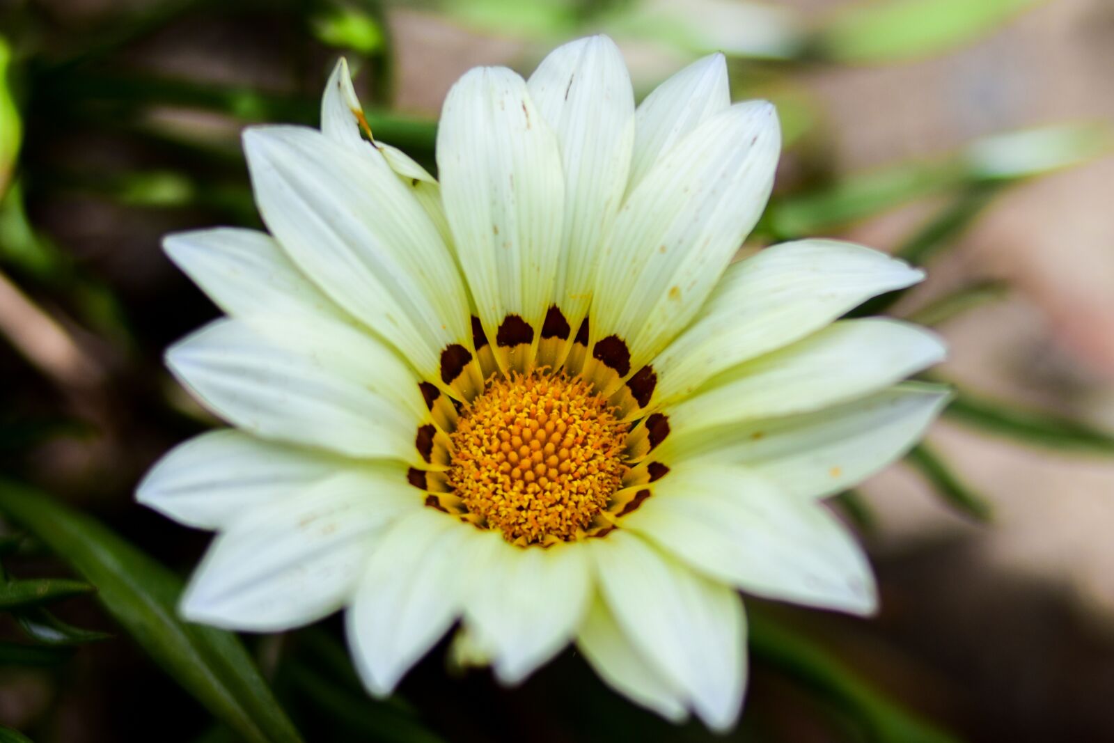 Nikon D3400 sample photo. Nature, flower, plant photography