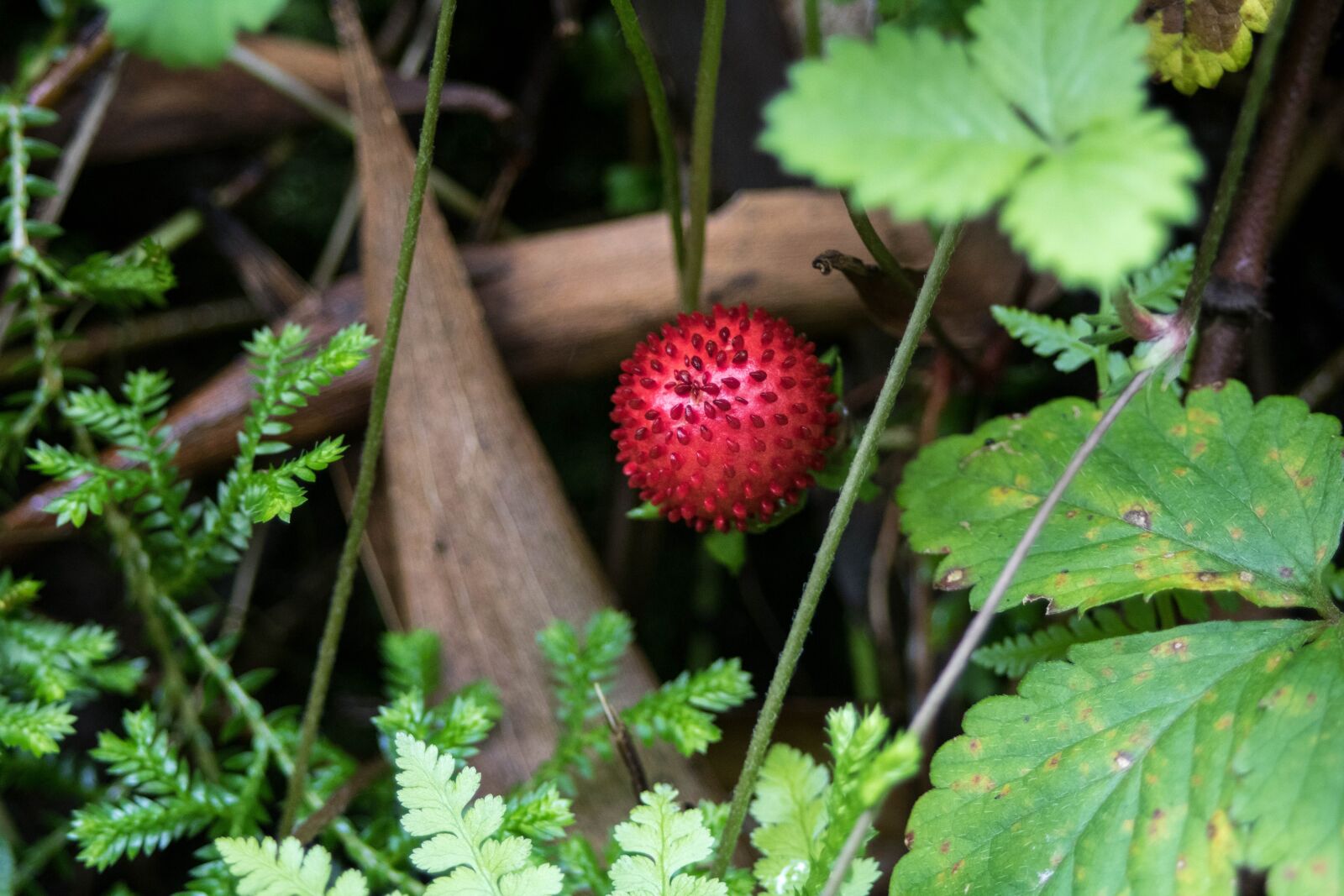 Canon EOS 750D (EOS Rebel T6i / EOS Kiss X8i) sample photo. Nature, s o miguel photography