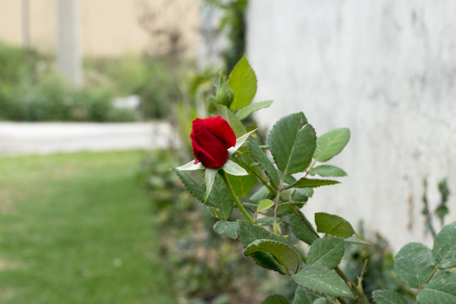 Nikon AF-S Nikkor 50mm F1.8G sample photo. Flower, red, rose, rose photography