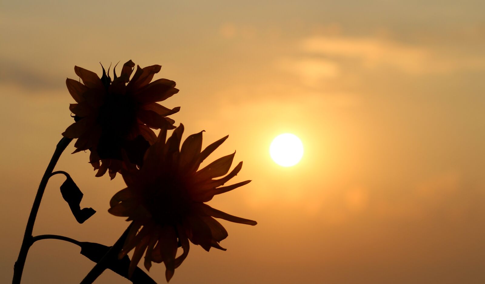Canon EOS 700D (EOS Rebel T5i / EOS Kiss X7i) + Canon EF 85mm F1.8 USM sample photo. Sunflower, east, sun photography