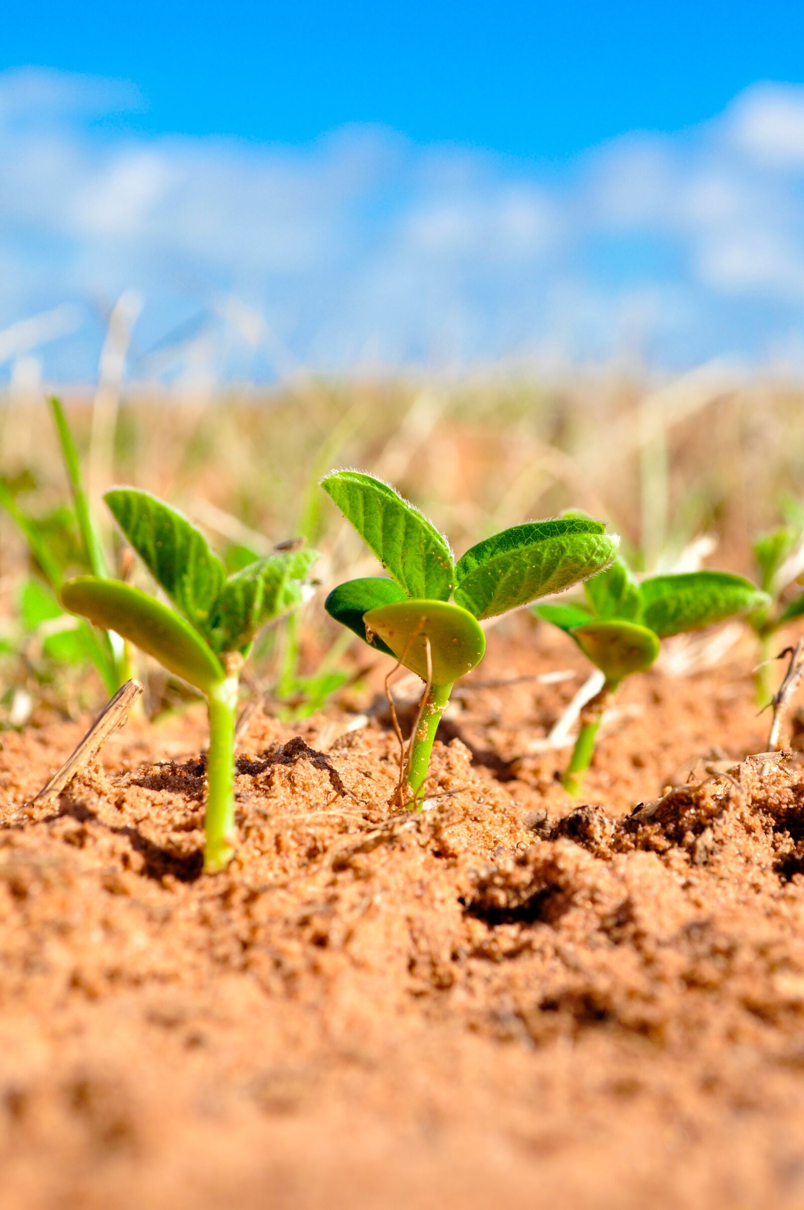 Nikon D5000 sample photo. Soybeans, agriculture, plant photography