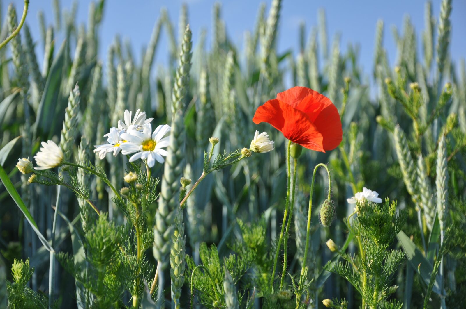 Nikon D90 sample photo. Summer, grain, red weed photography