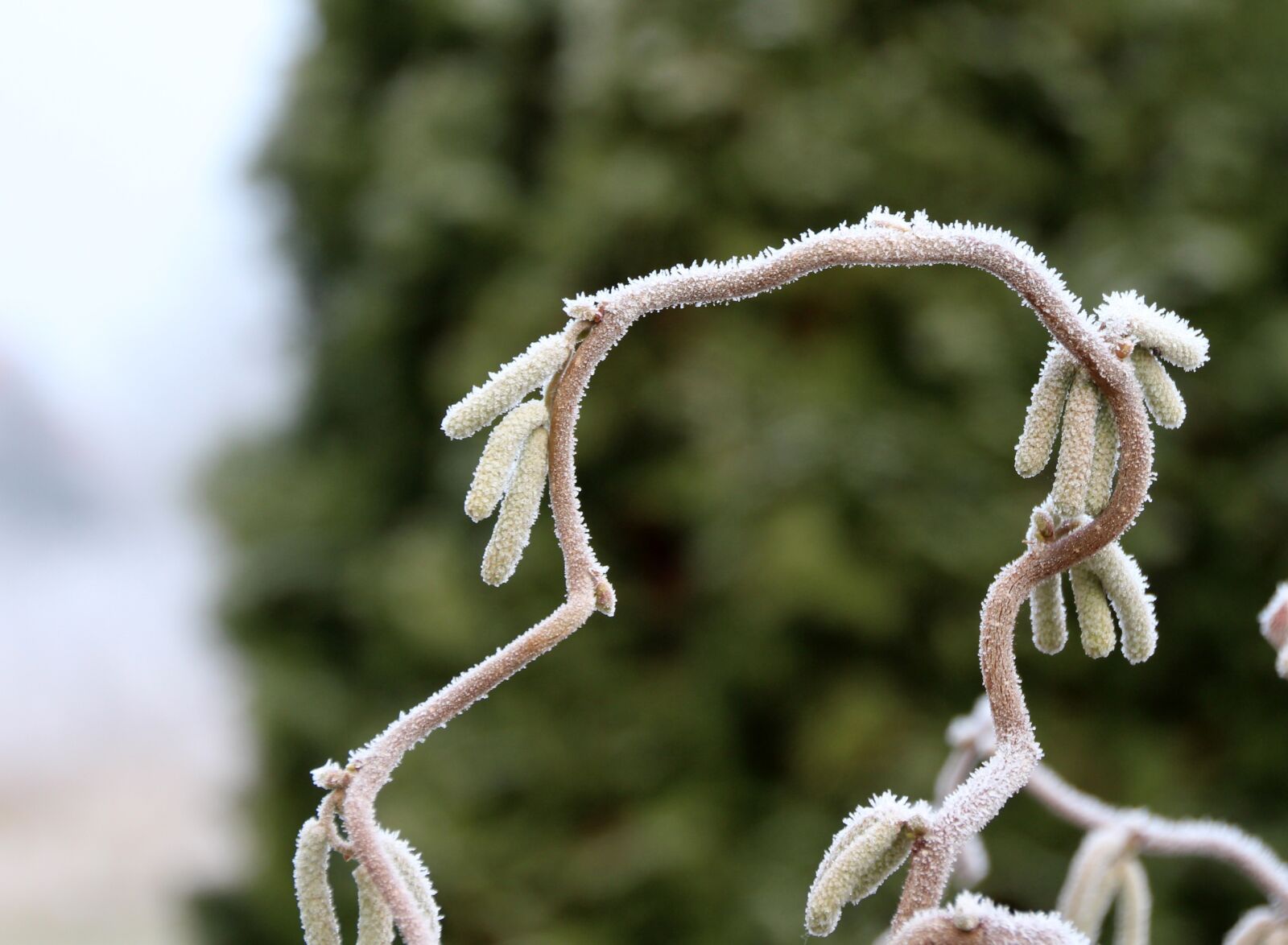 Canon EOS 650D (EOS Rebel T4i / EOS Kiss X6i) sample photo. Frozen, frost, pasture photography