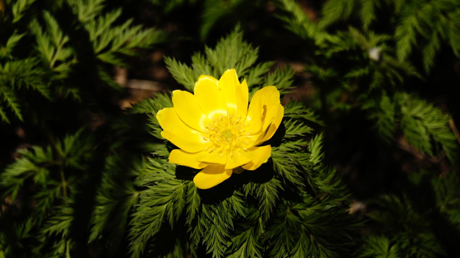 Sony SLT-A33 sample photo. Jeju island, wildflower, spring photography