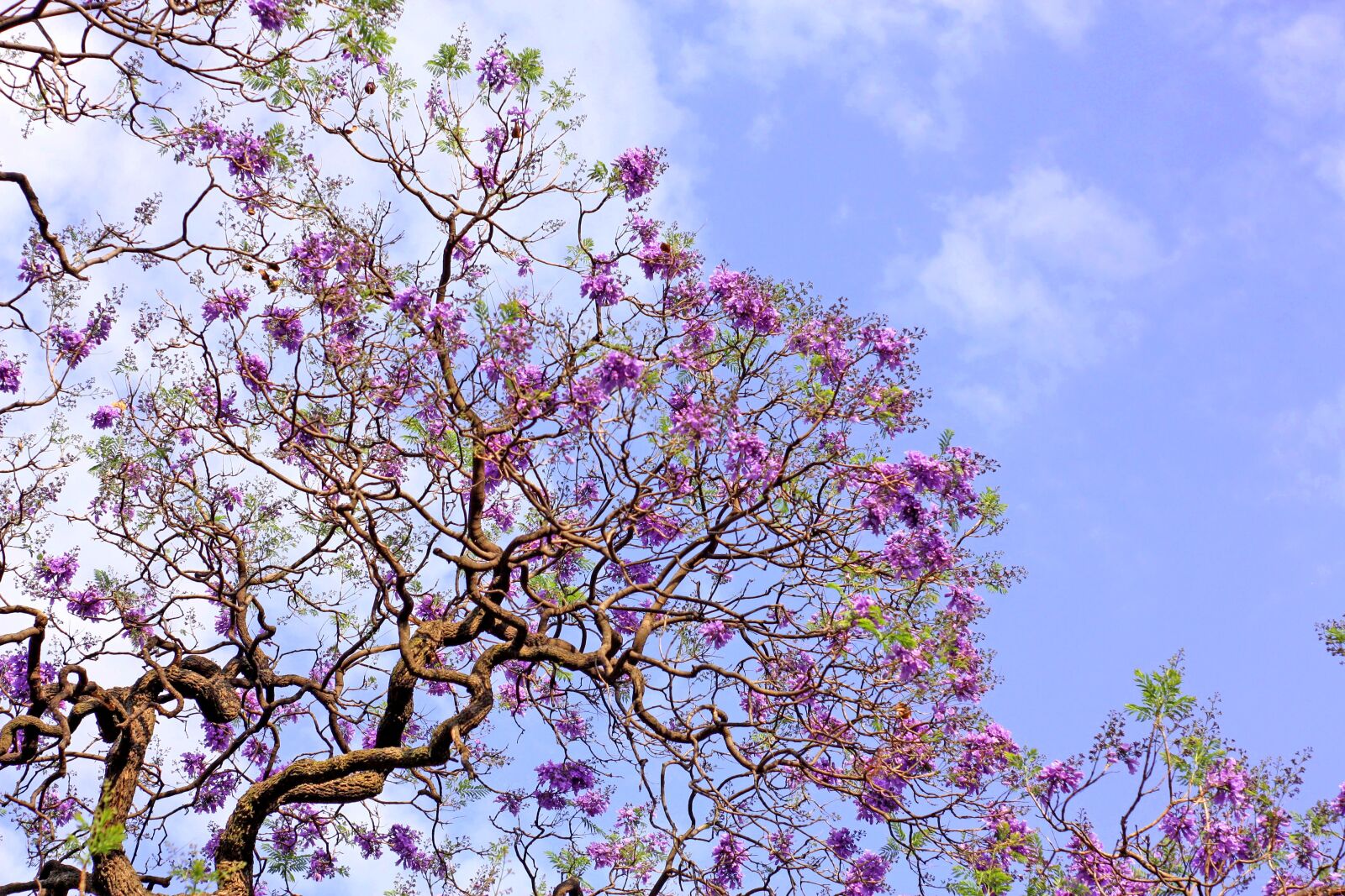 Canon EOS 450D (EOS Rebel XSi / EOS Kiss X2) sample photo. Jacarandas, flowers, blossom photography