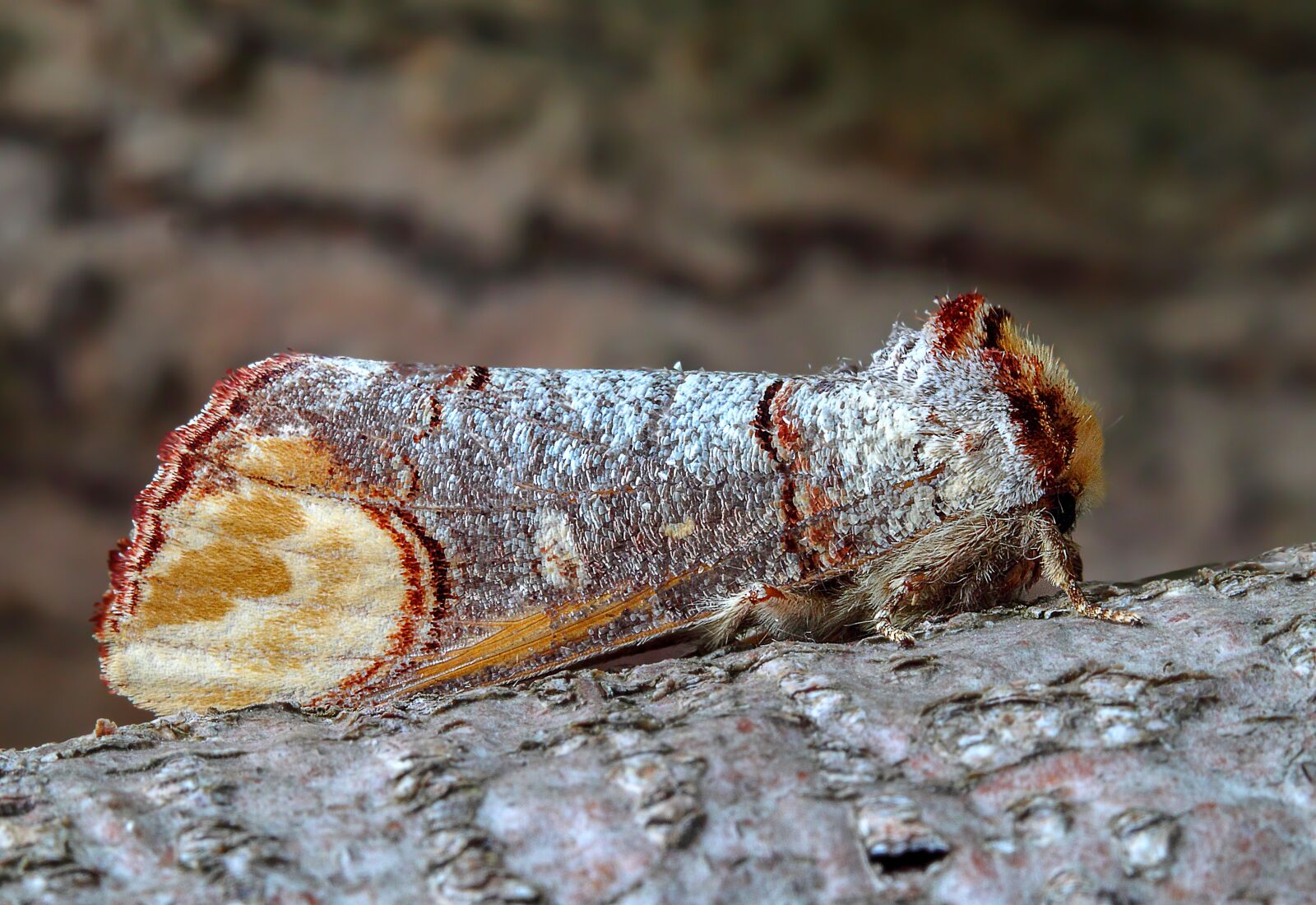 Canon EOS 500D (EOS Rebel T1i / EOS Kiss X3) sample photo. Buff tip, moth, wing photography
