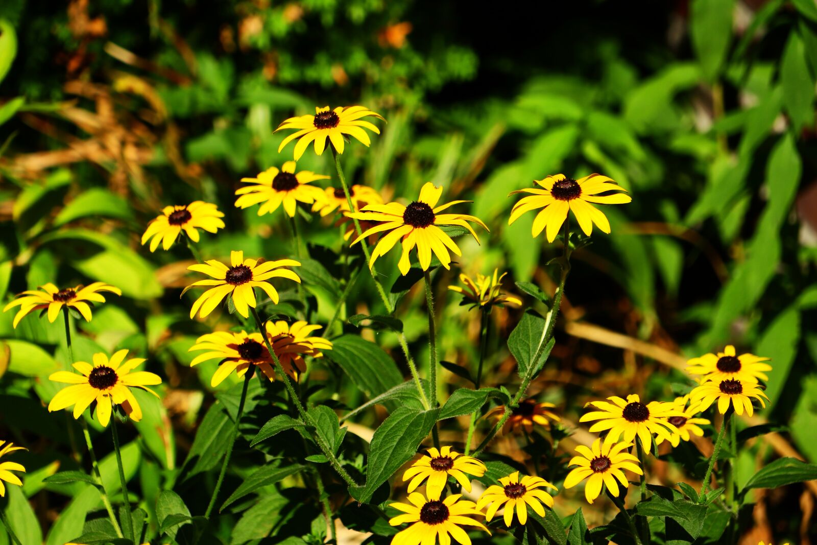 Canon EOS M5 sample photo. Flowers, yellow, garden photography