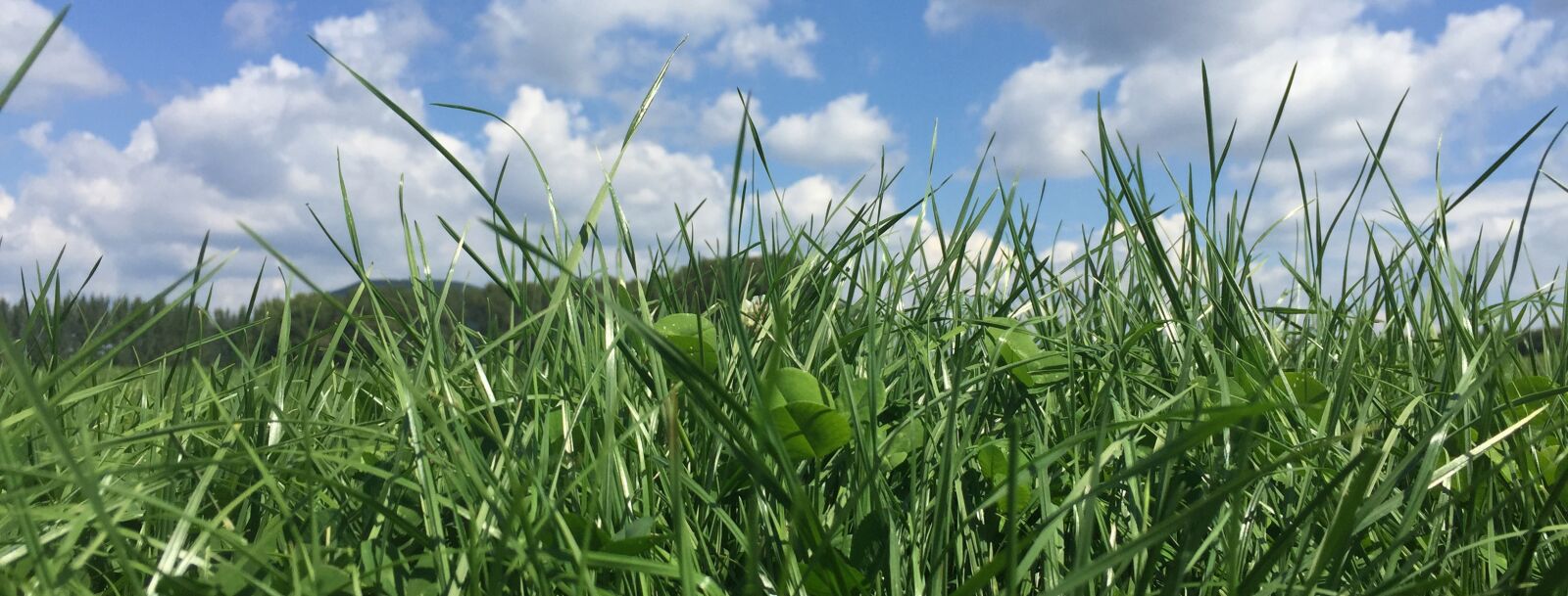 iPhone 6 Plus back camera 4.15mm f/2.2 sample photo. Grass, paddock, ryegrass photography