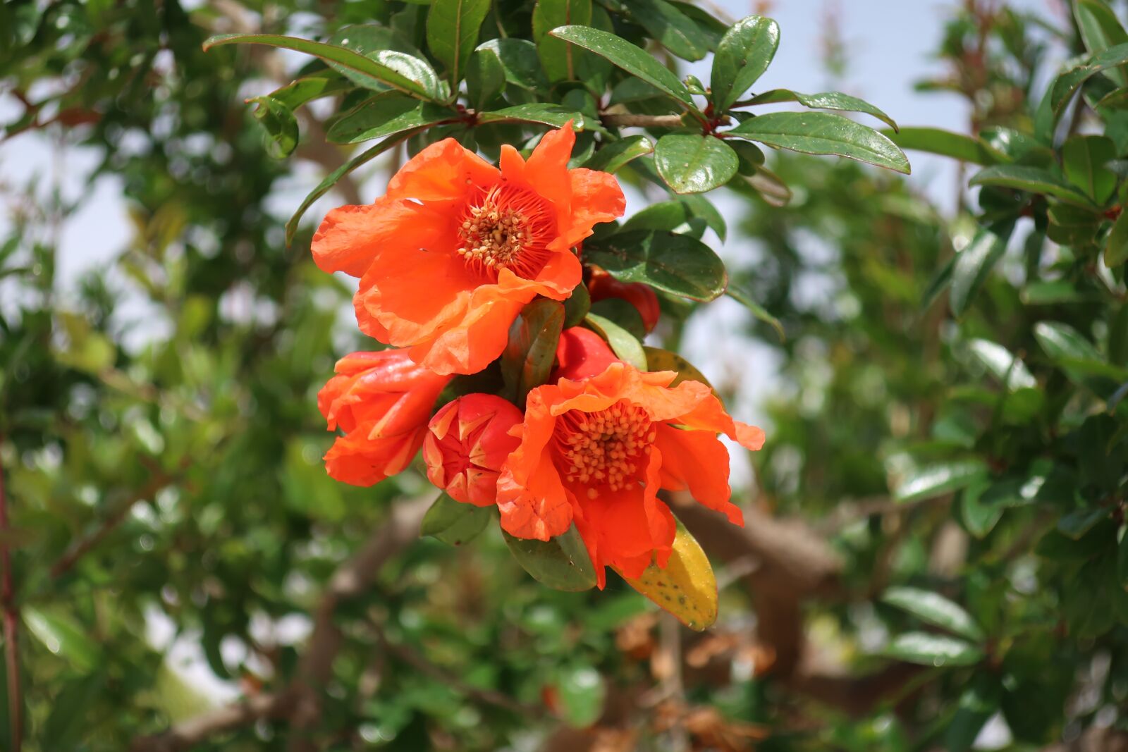 Canon PowerShot G9 X Mark II sample photo. Flower, tree, nature photography