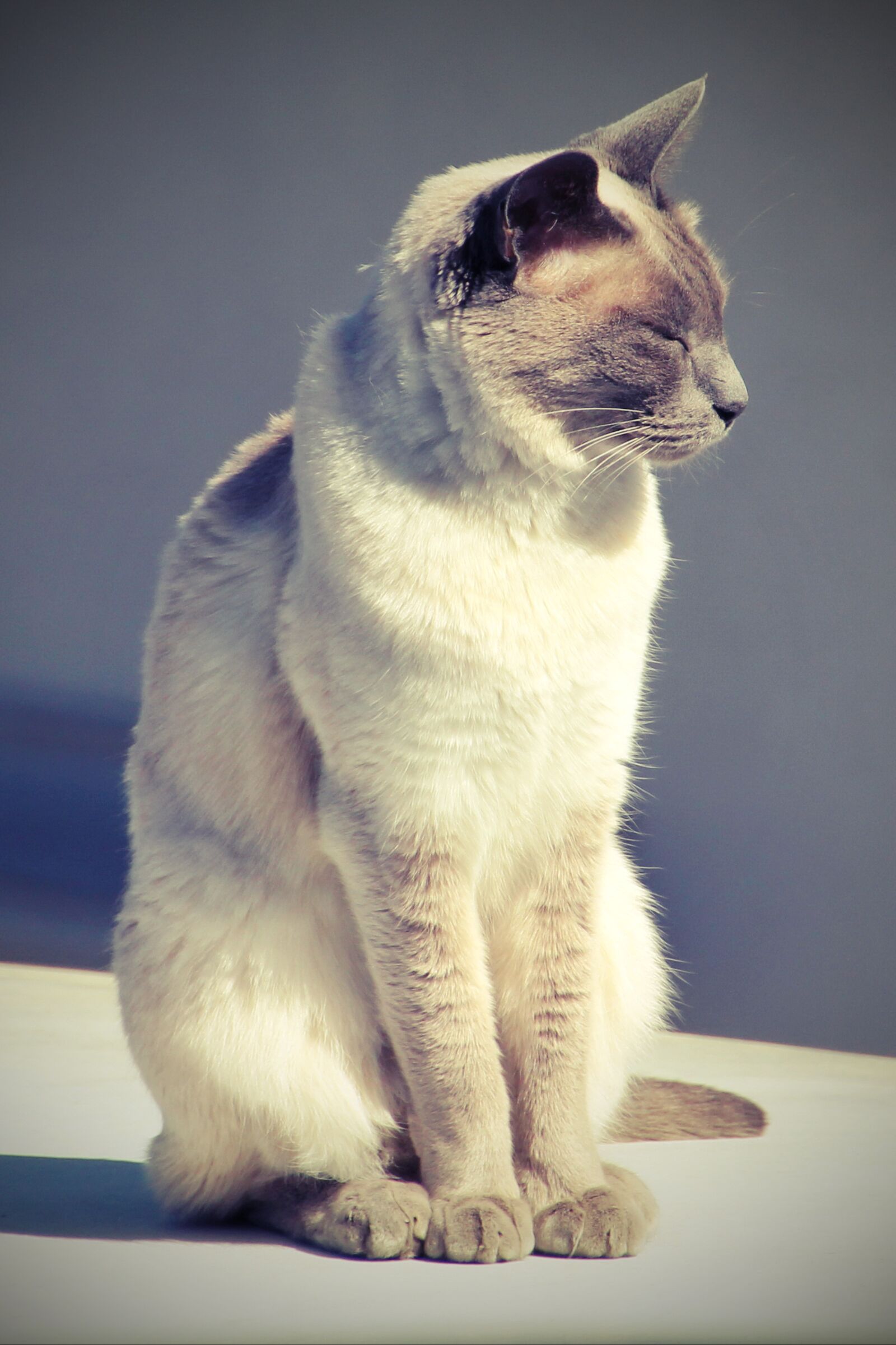 Canon EOS 550D (EOS Rebel T2i / EOS Kiss X4) sample photo. Cat, siam, siamese cat photography