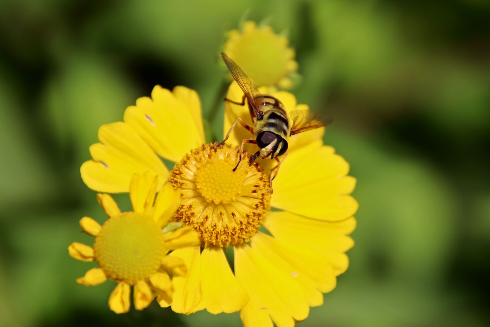 Canon EOS 800D (EOS Rebel T7i / EOS Kiss X9i) sample photo. Flowers, bright yellow, plants photography