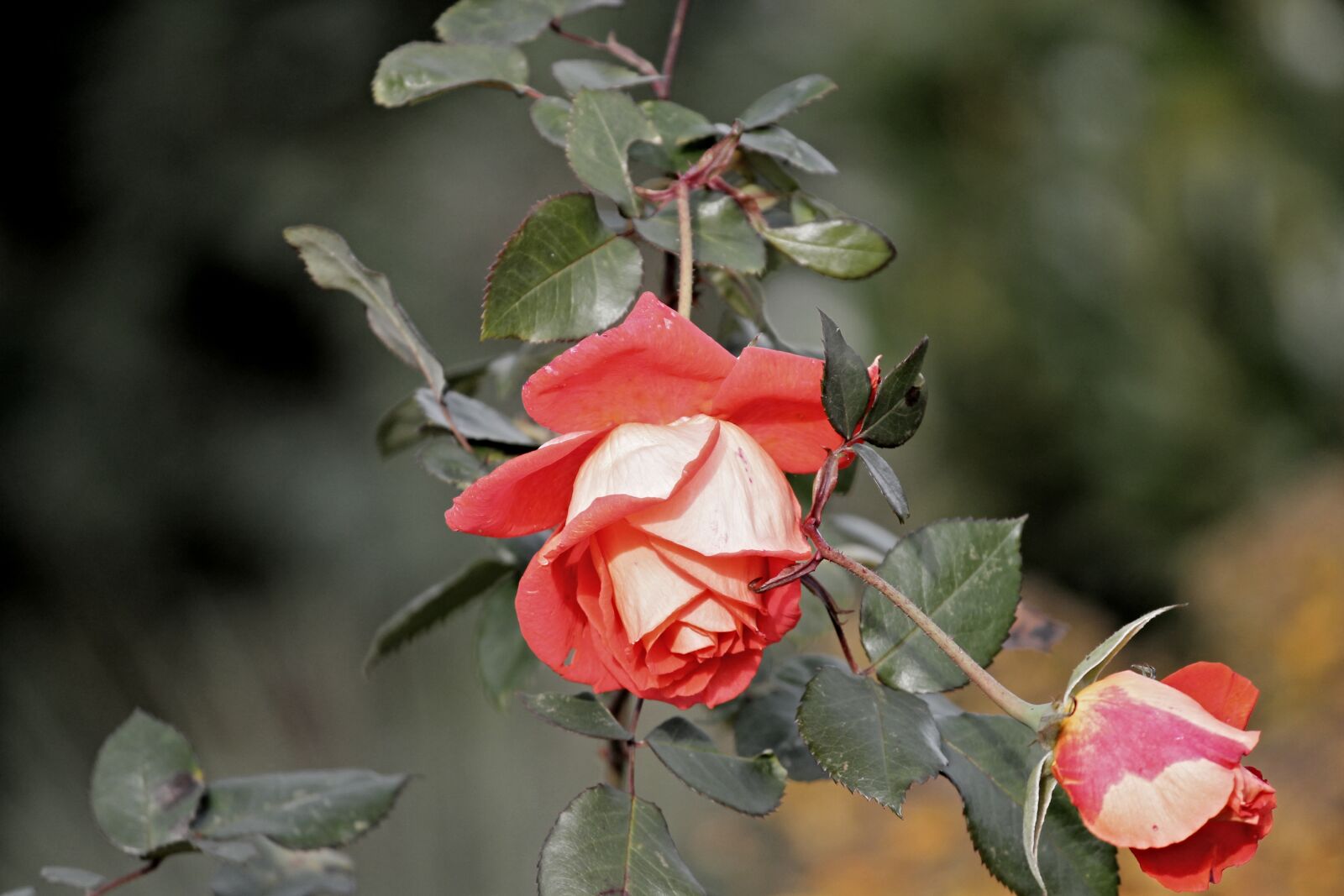 Canon EOS 1100D (EOS Rebel T3 / EOS Kiss X50) sample photo. Rose, red, blossom photography