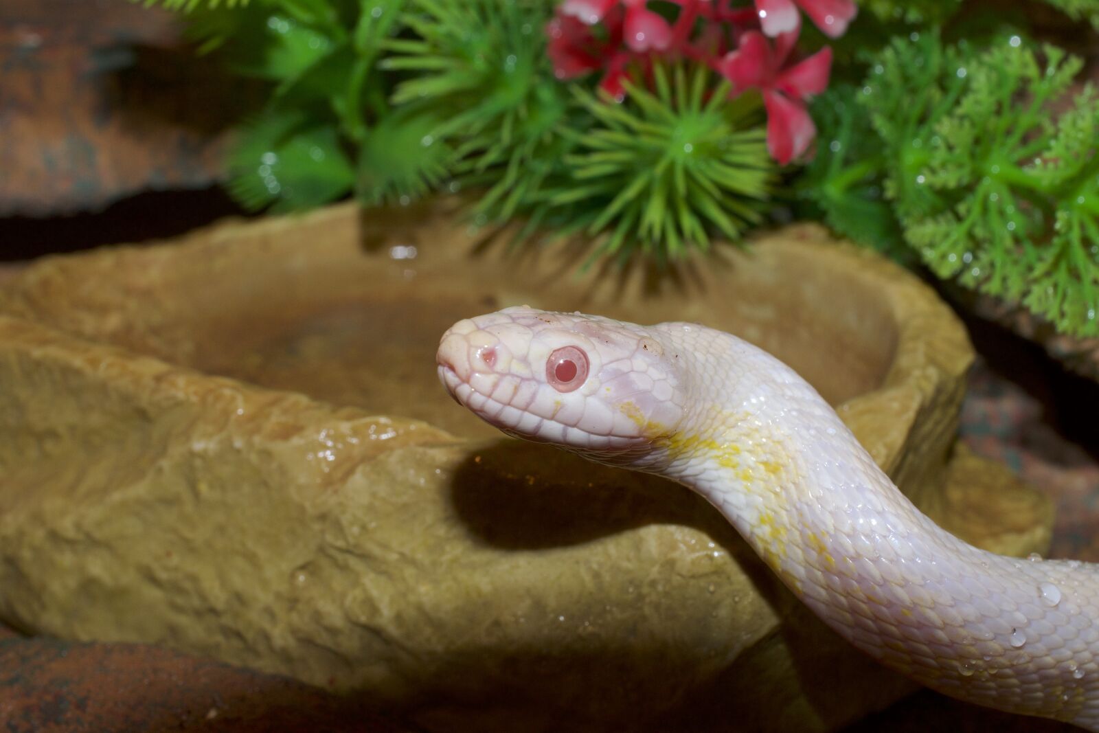 Nikon D5300 sample photo. Corn snake, snakehead, close photography