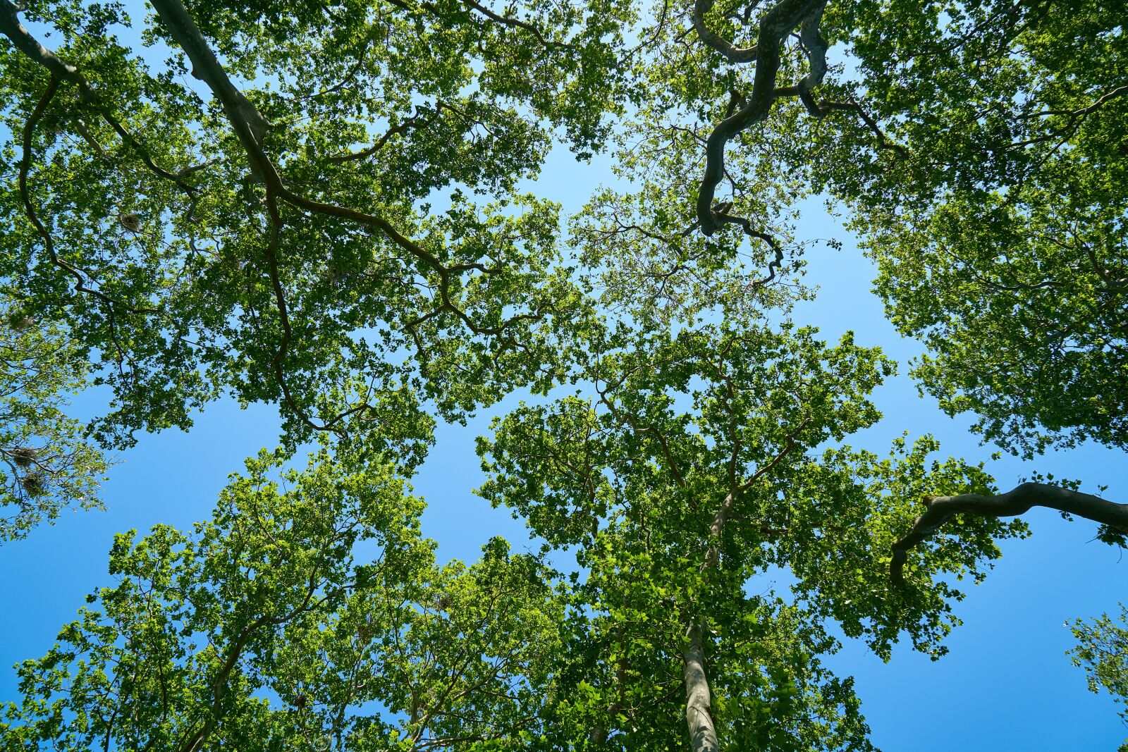 Sony a7R II + Sony Vario Tessar T* FE 24-70mm F4 ZA OSS sample photo. Tree, blue, nature photography