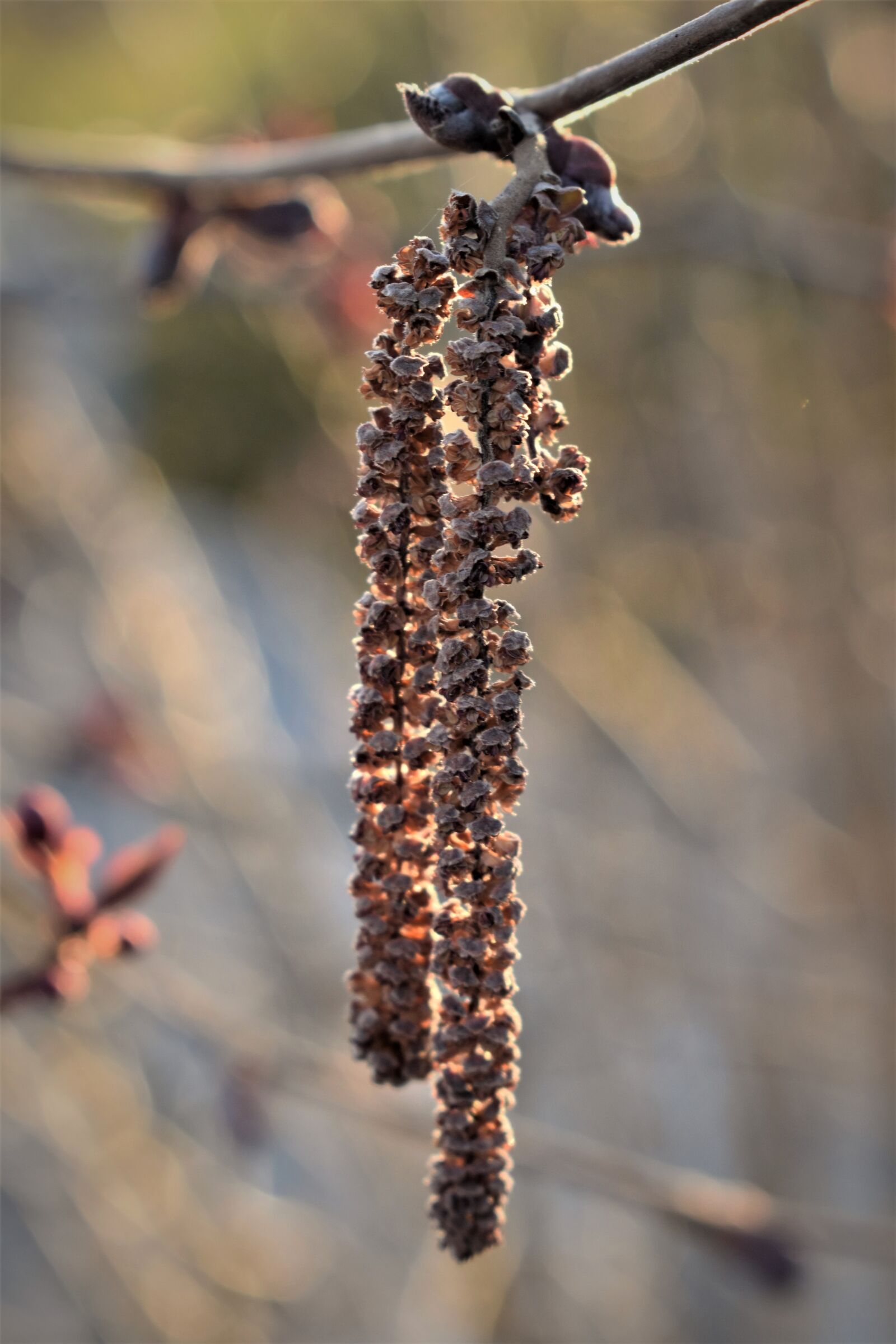Nikon D5500 sample photo. Hazel, seeds, dried photography