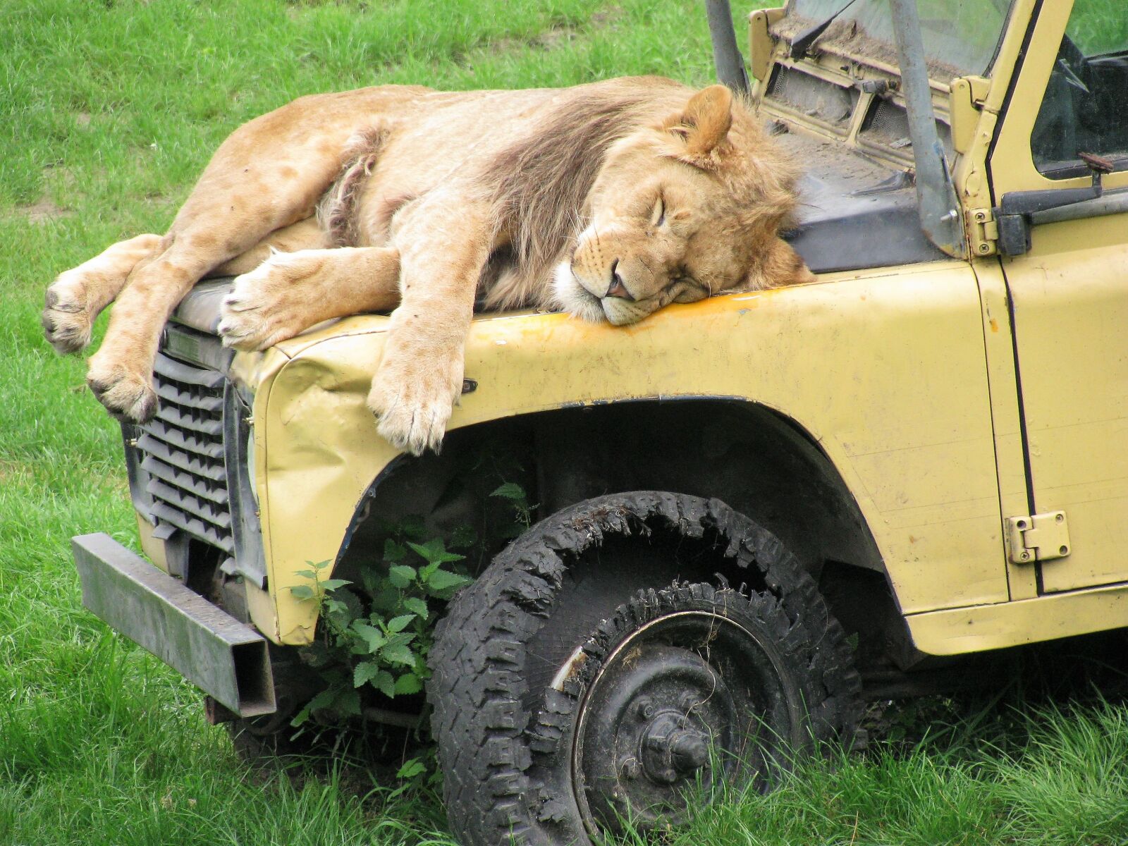 Canon POWERSHOT SX100 IS sample photo. Lion, safari, animals photography