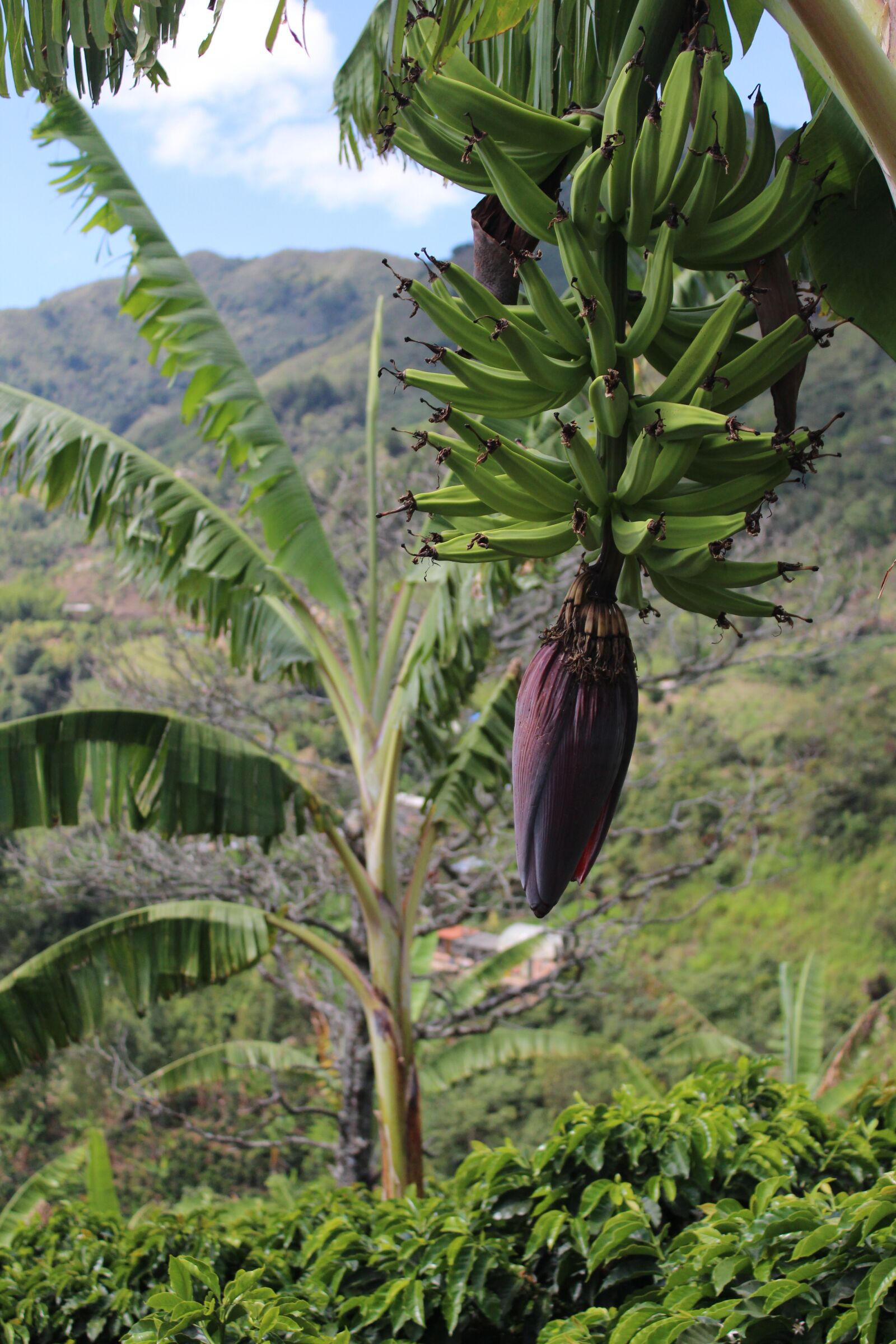 Canon EOS 1300D (EOS Rebel T6 / EOS Kiss X80) sample photo. Banana, harvest, agriculture photography