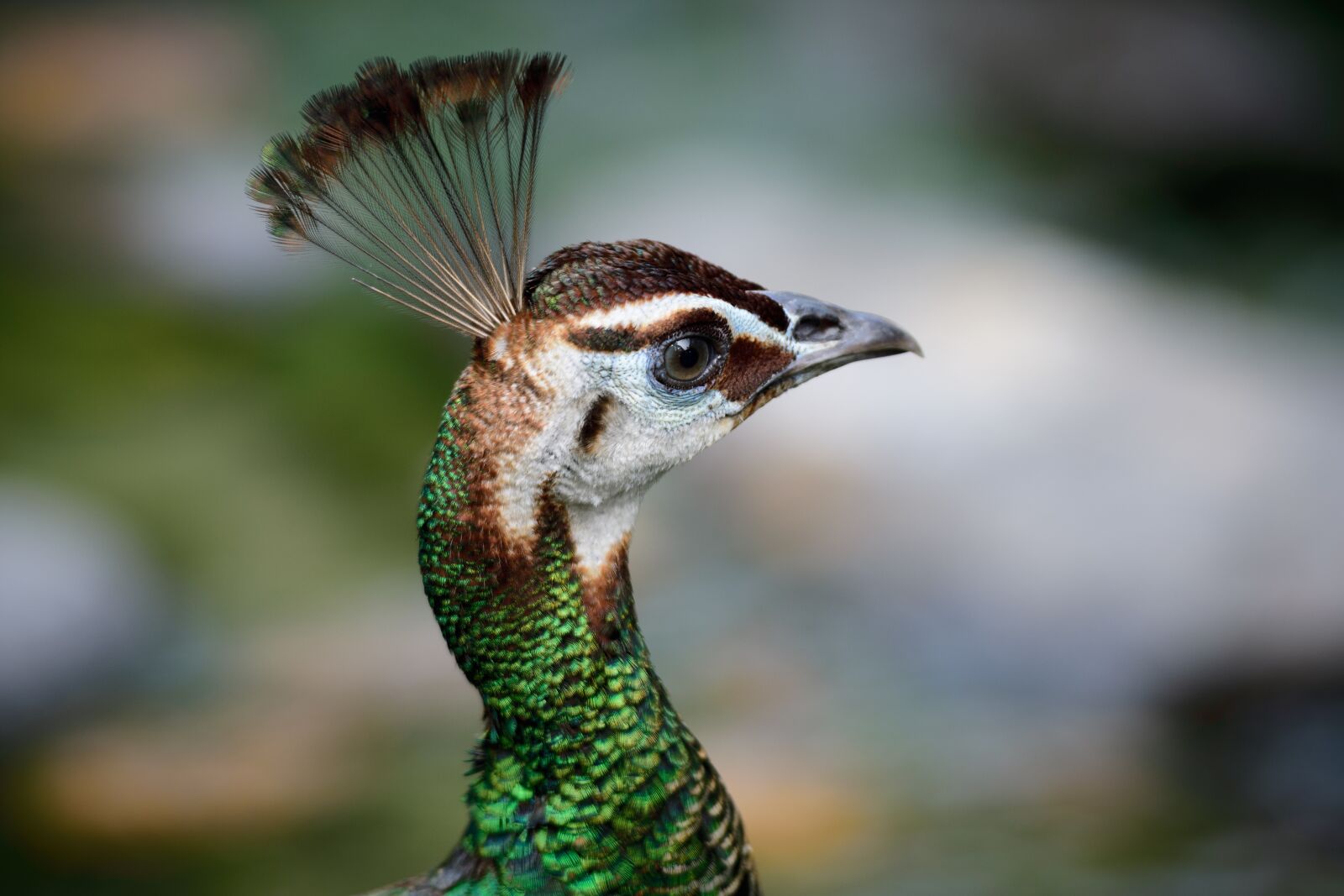 Nikon D3400 sample photo. Peacock, animal, bird photography