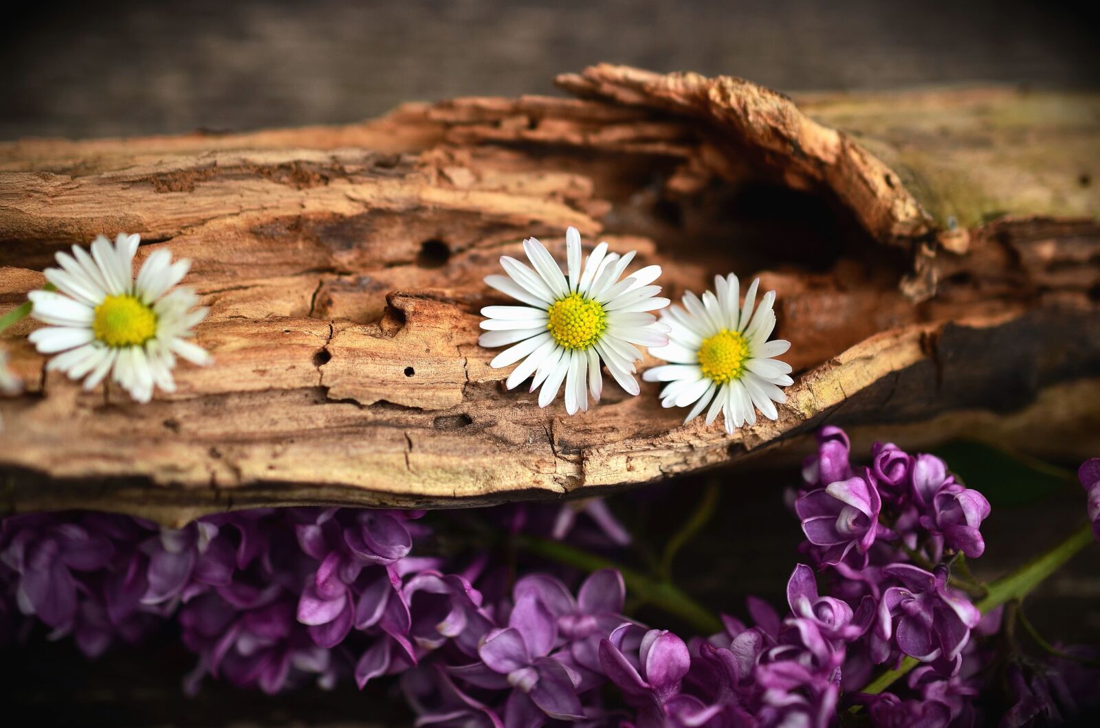 Nikon D5100 sample photo. Daisy, flower, petal, purple photography