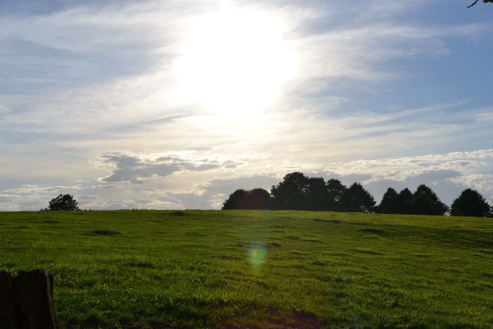 Nikon D3100 sample photo. Nature, meadow, sun photography