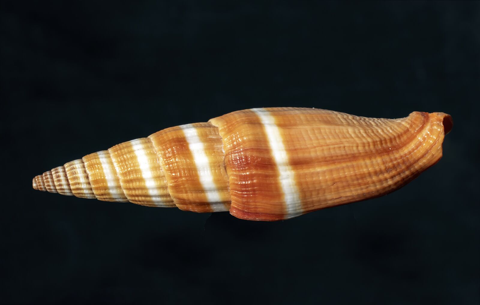Canon EOS 800D (EOS Rebel T7i / EOS Kiss X9i) sample photo. Seashell, shape, twist photography