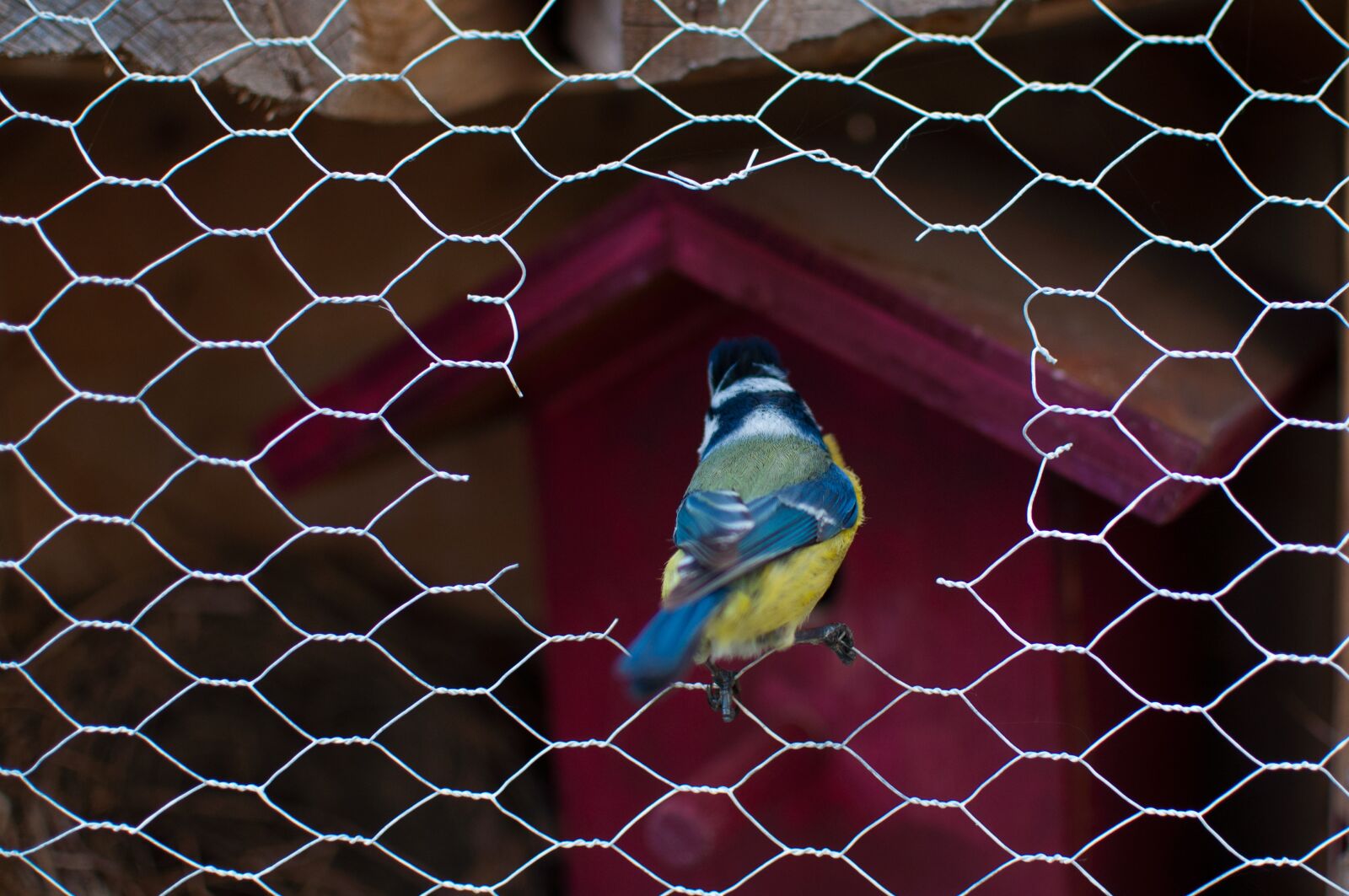 Nikon D5000 sample photo. Blue tit, bird, animal photography