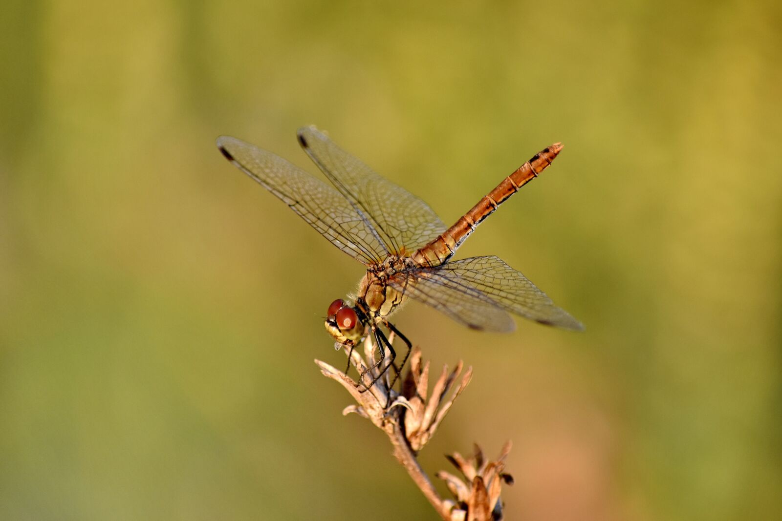 Nikon D5500 sample photo. Beautiful photo, details, dragonfly photography