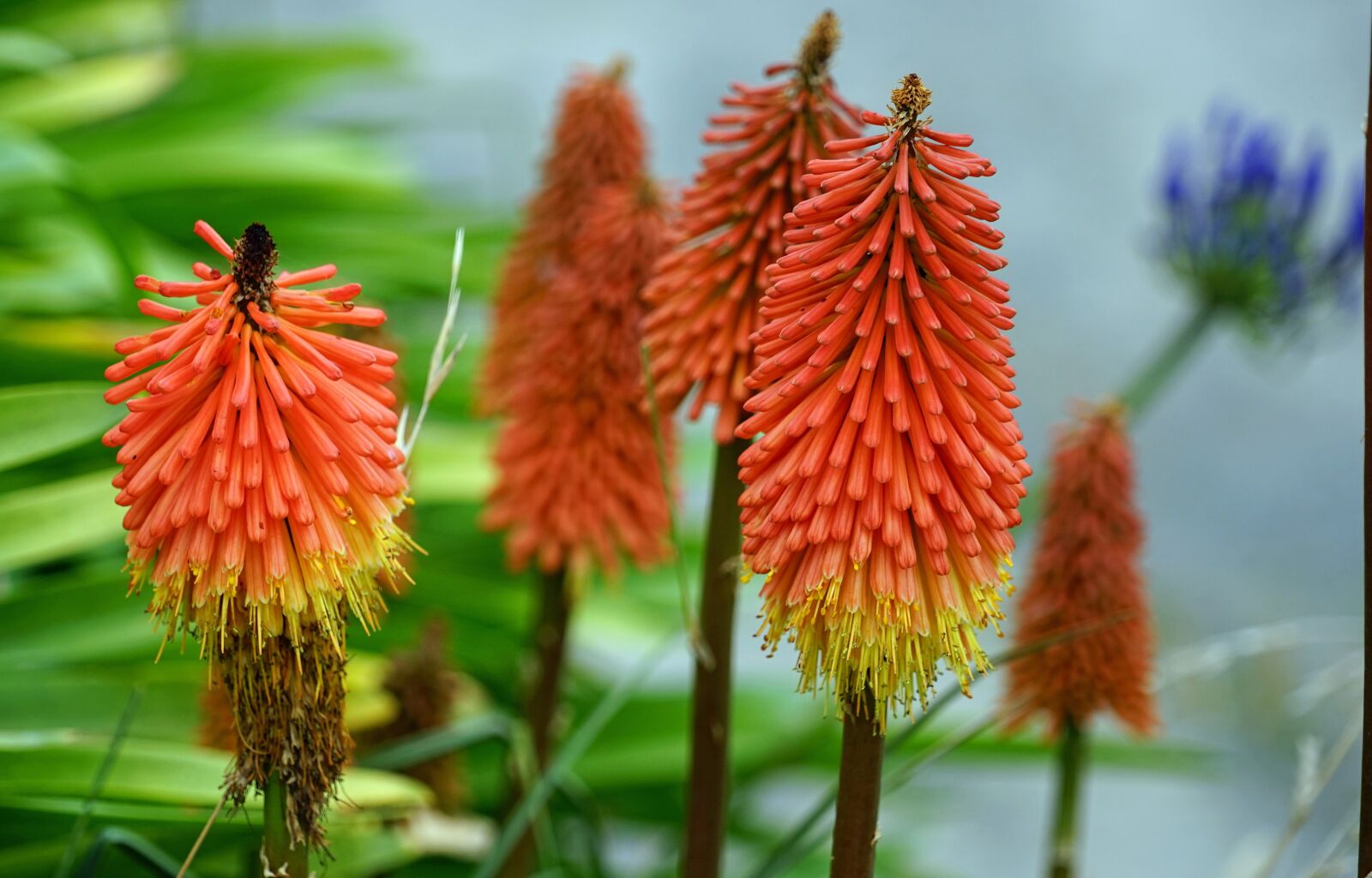 Sony a7 + Sony FE 24-240mm F3.5-6.3 OSS sample photo. Torch lily, red hot photography