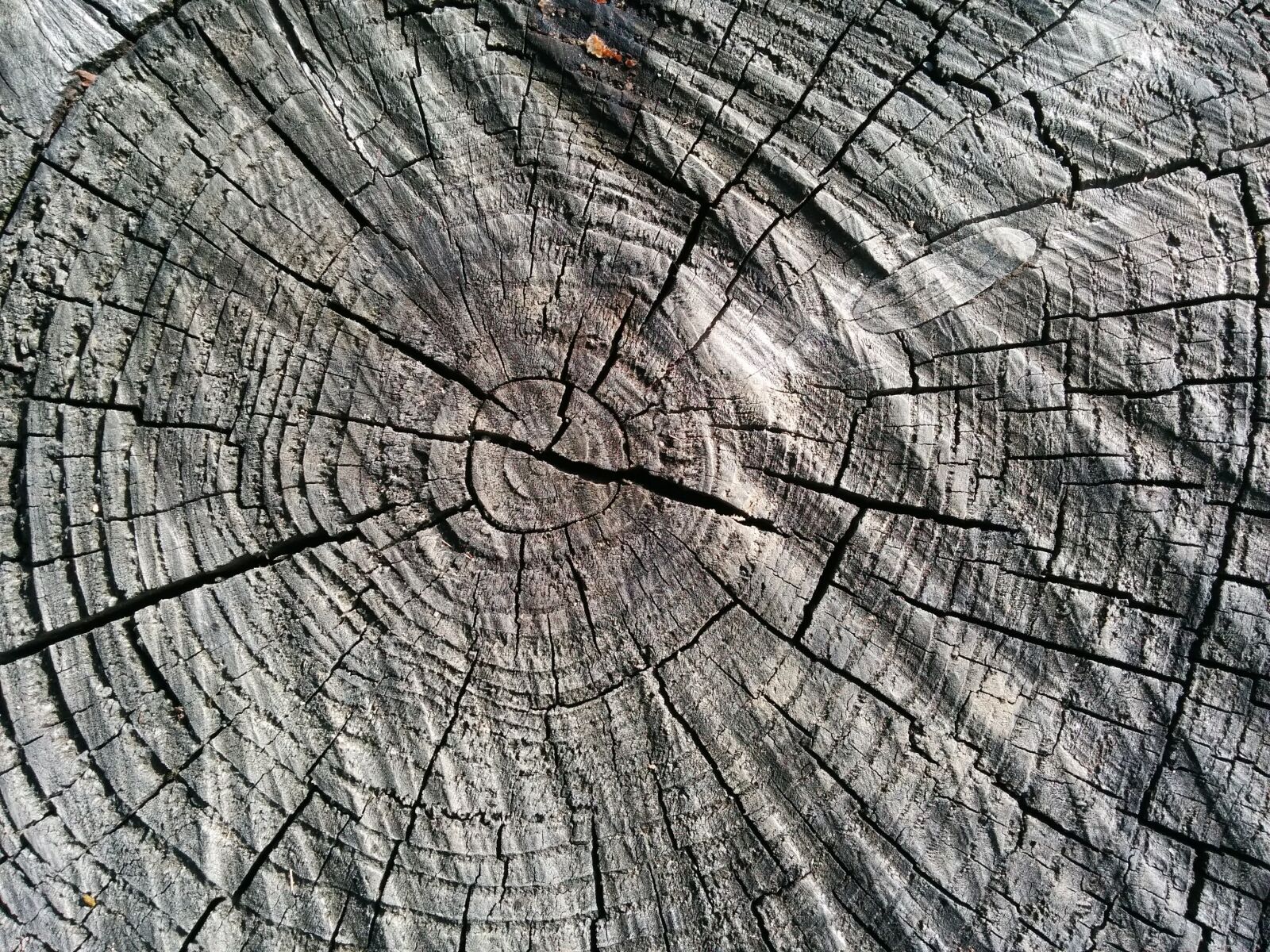 LG Nexus 5 sample photo. Wood, log, like photography