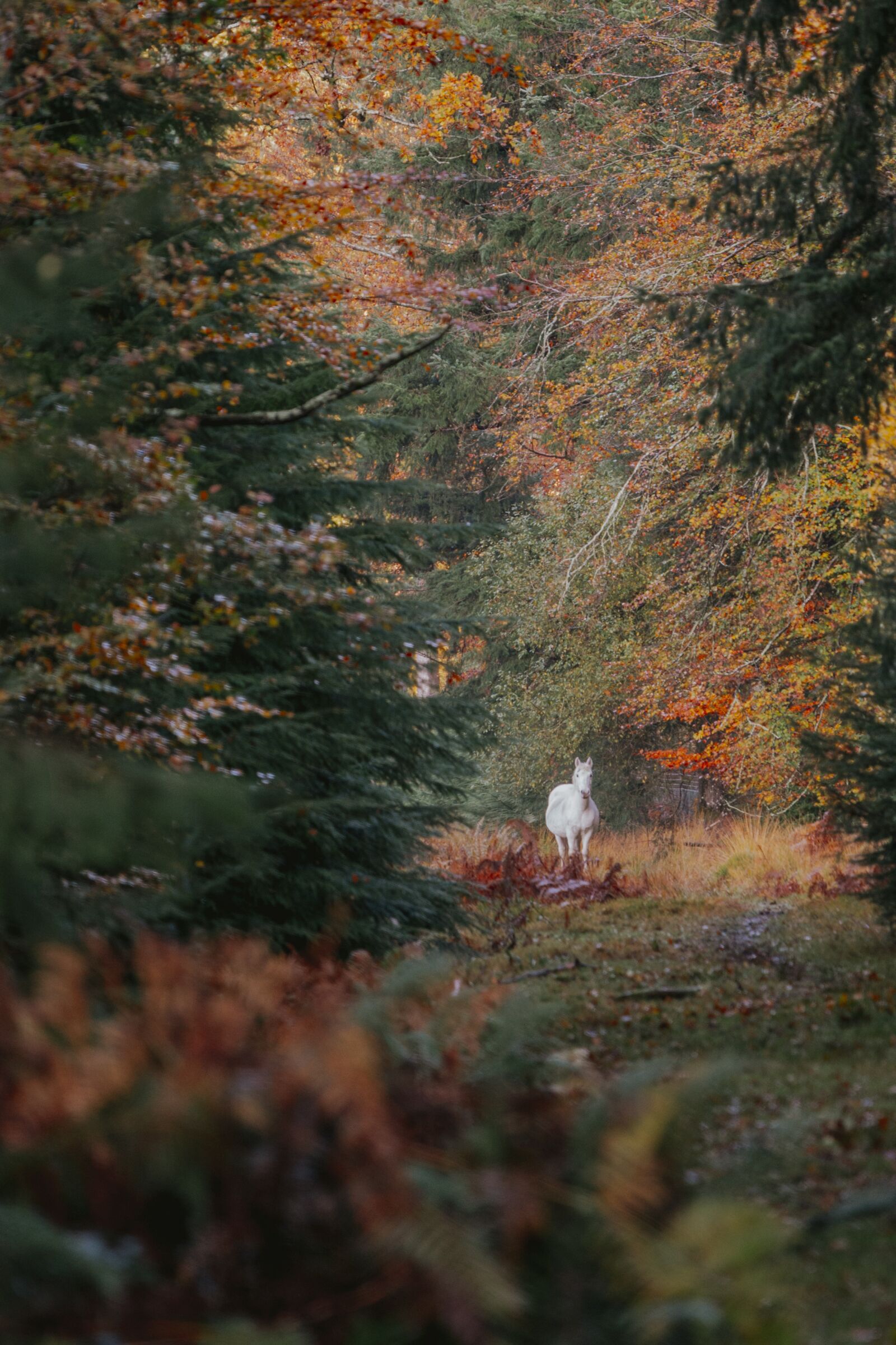 Nikon D800 sample photo. Horse, forest, nature photography