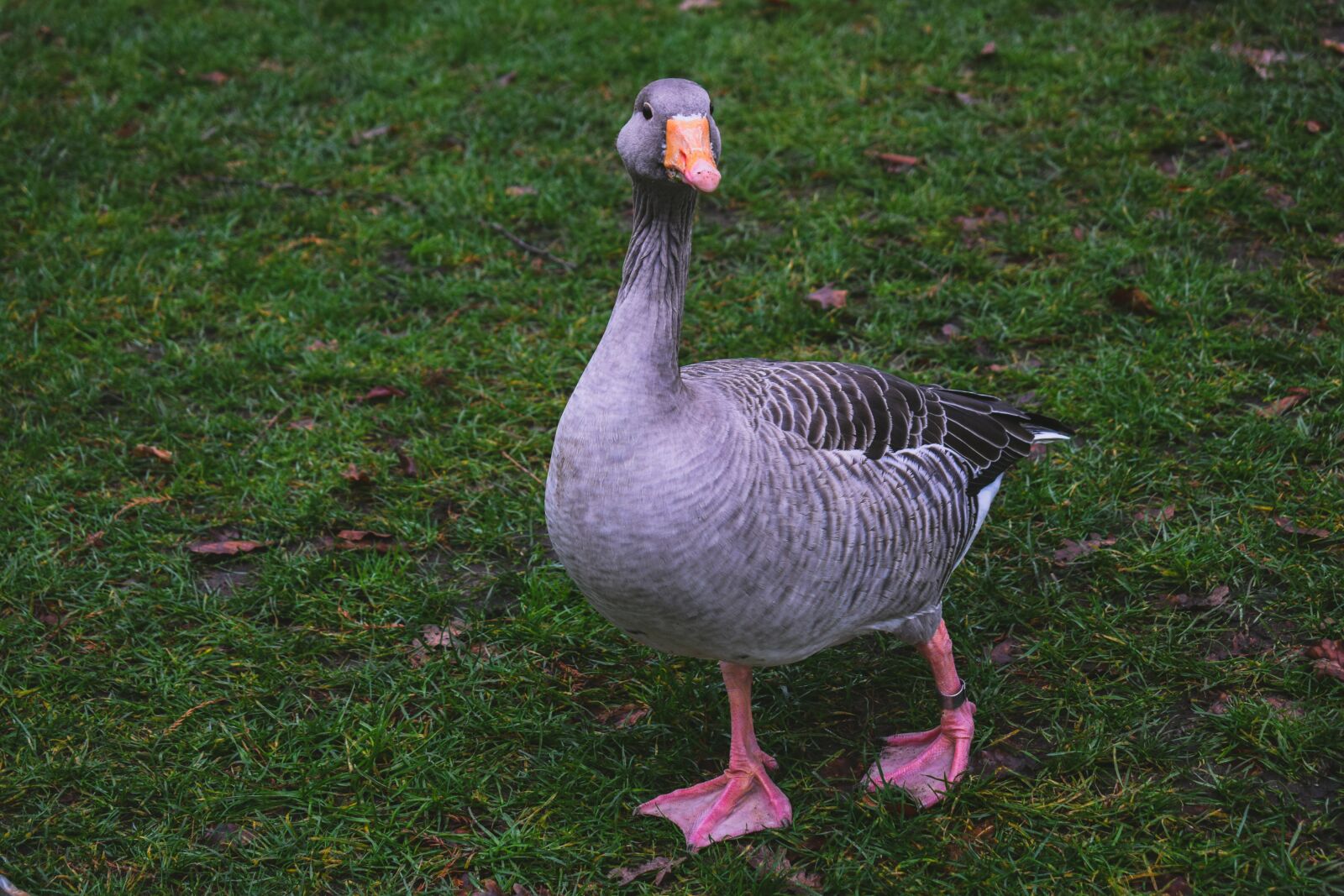 Nikon D3300 sample photo. Goose, bird, animal photography