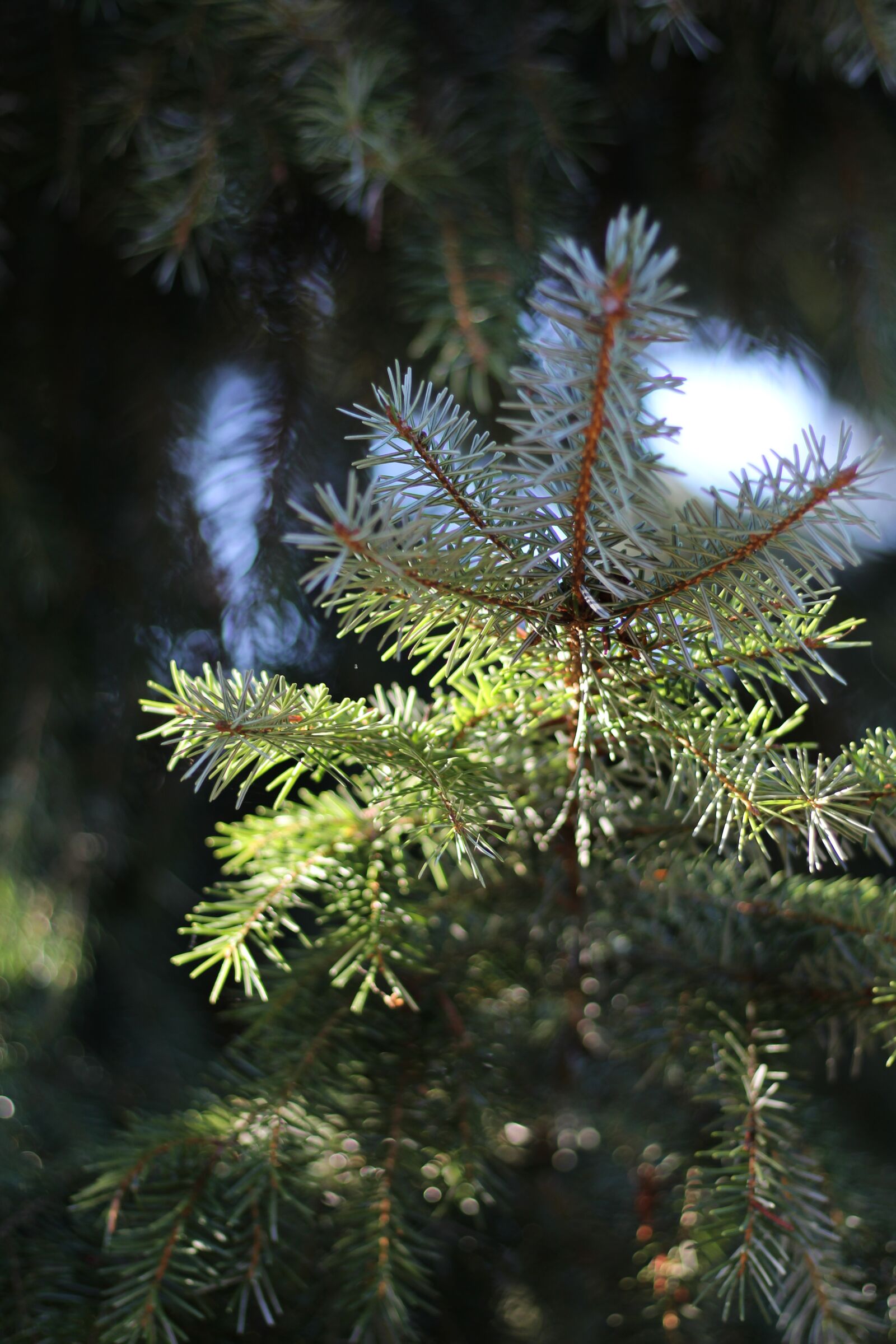 Canon EF 50mm F1.8 STM sample photo. Fir tree, forest, branch photography
