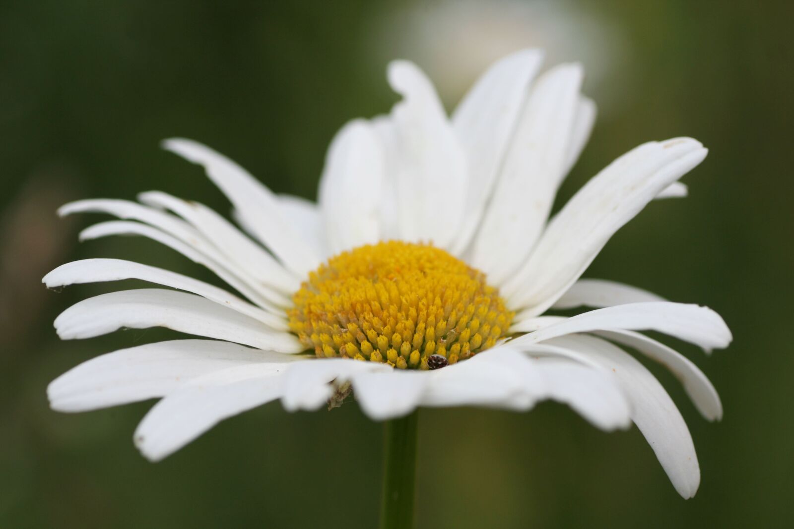 Canon EOS 350D (EOS Digital Rebel XT / EOS Kiss Digital N) sample photo. Flower, marguerite, nature photography