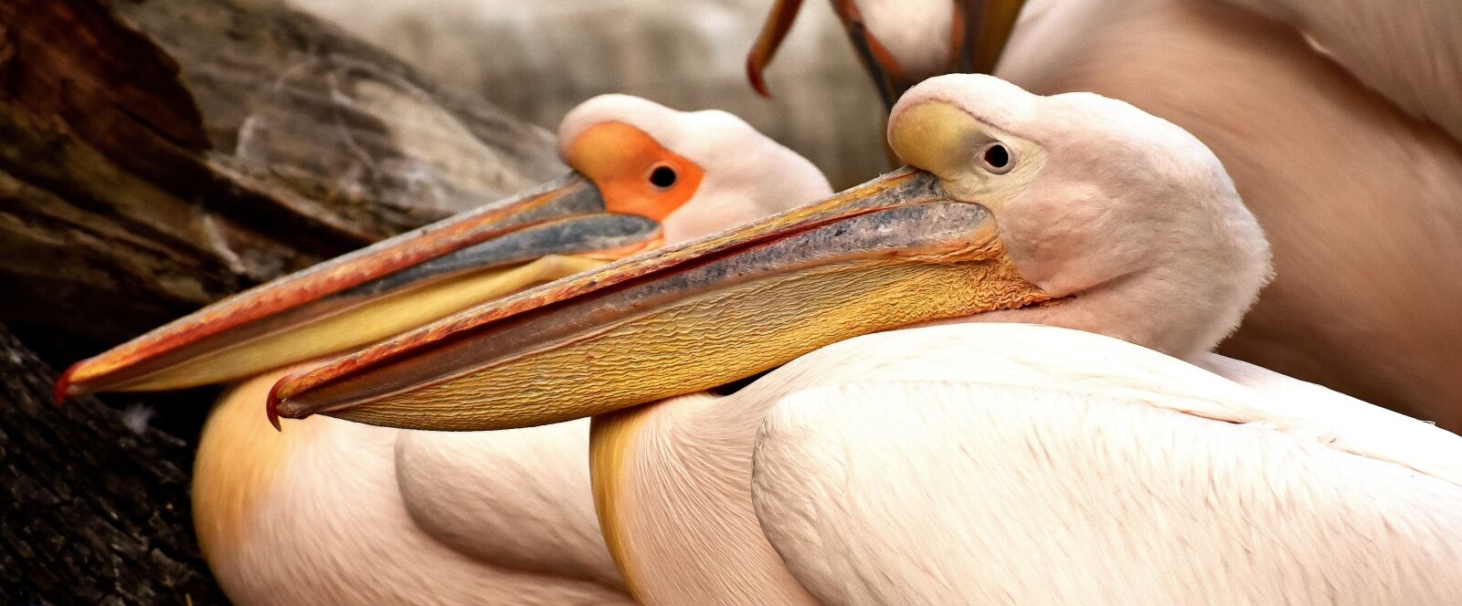 Nikon D7200 sample photo. Pelicans, pair, birds photography
