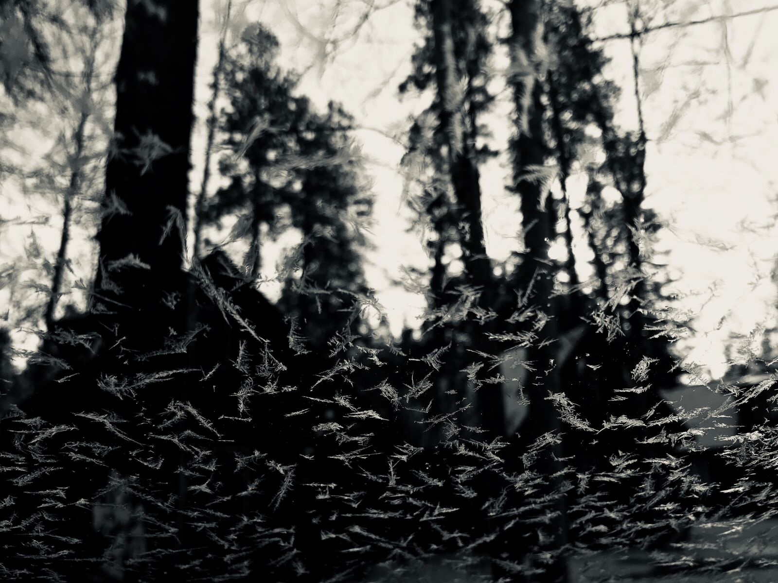 iPhone 7 back camera 3.99mm f/1.8 sample photo. Snow, forest, winter photography